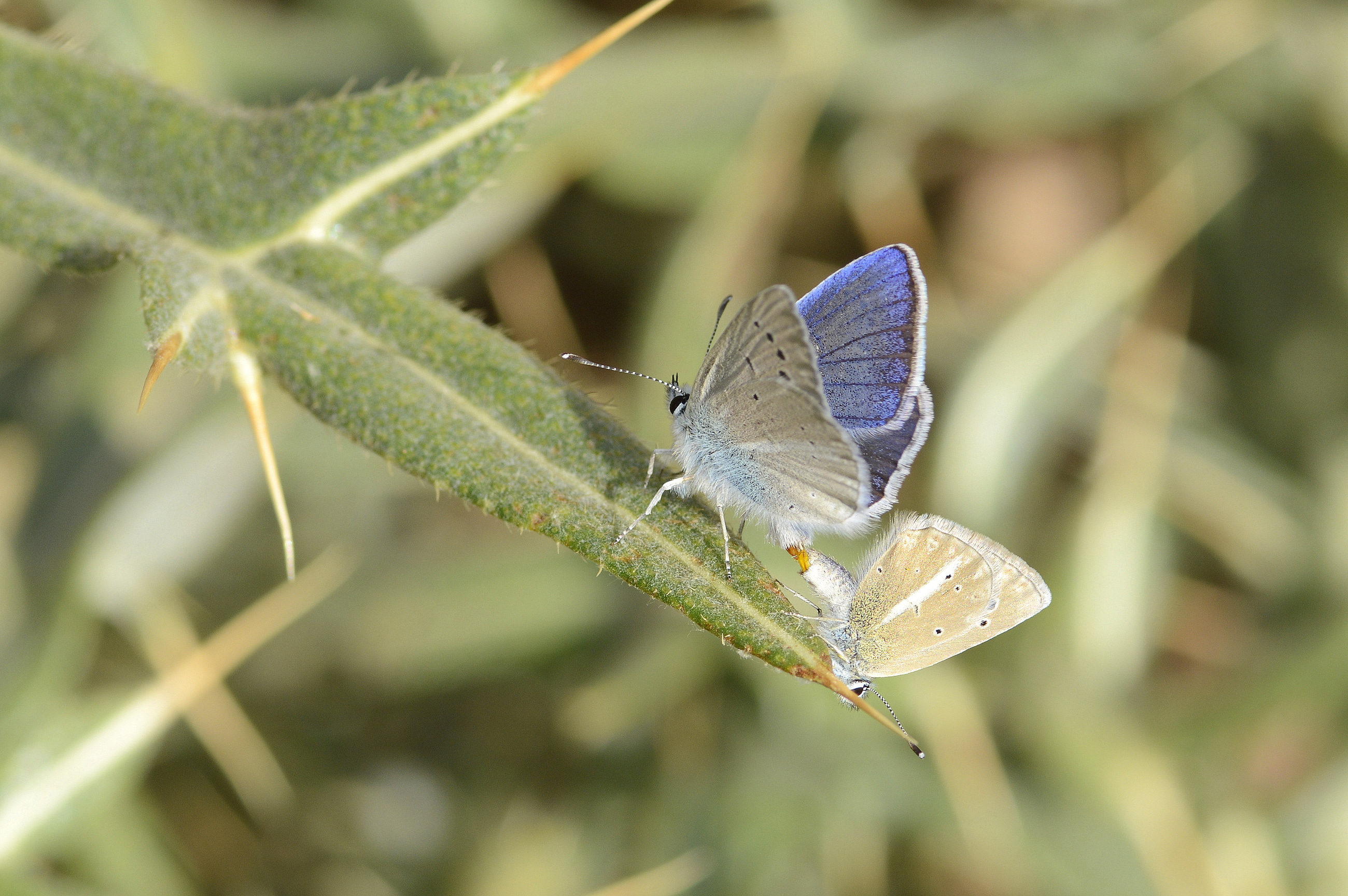 Polyommatus sigberti (Sigbert'in Çokgözlüsü) butterfly photo