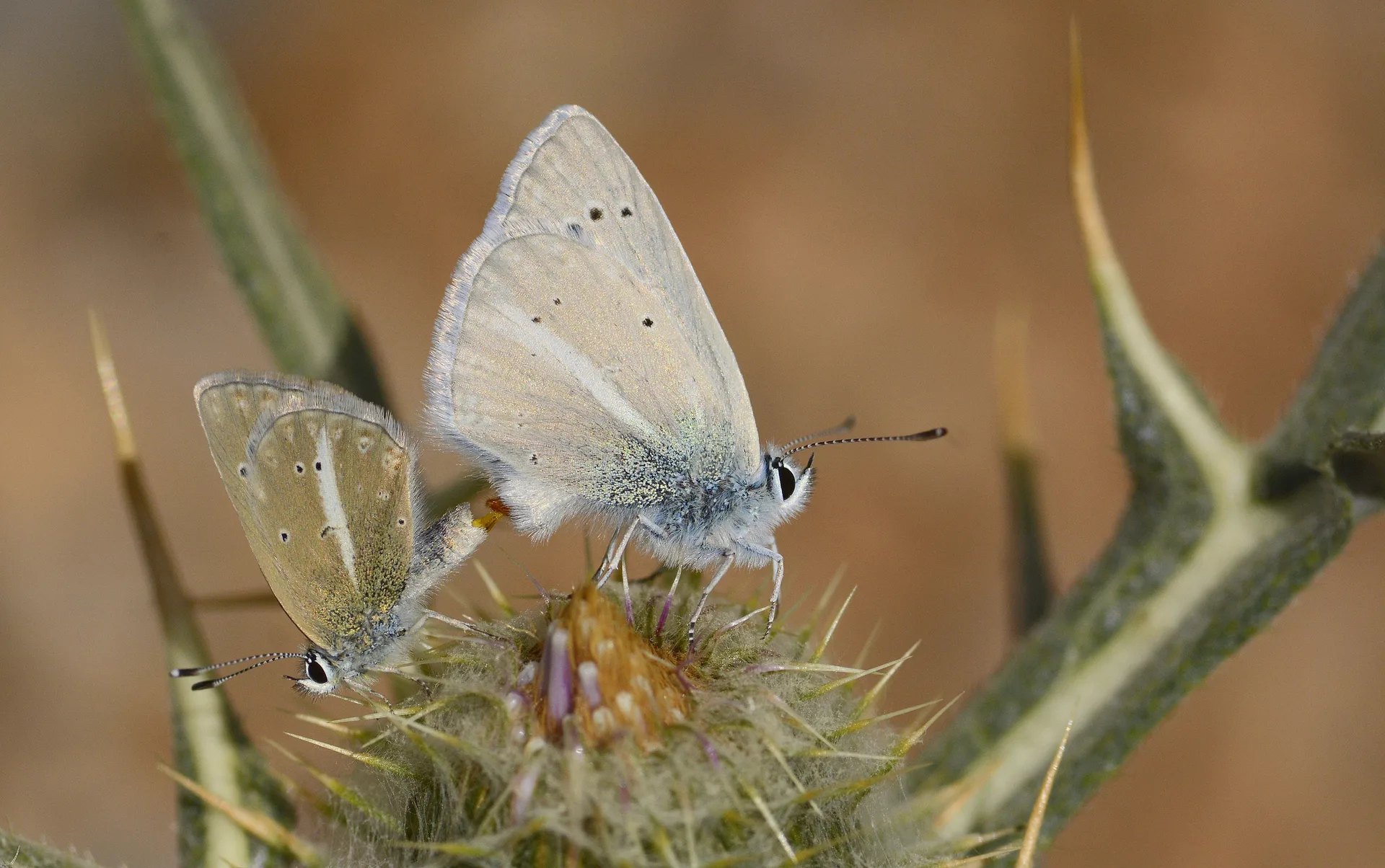 Polyommatus sigberti (Sigbert'in Ã‡okgÃ¶zlÃ¼sÃ¼) butterfly photo
