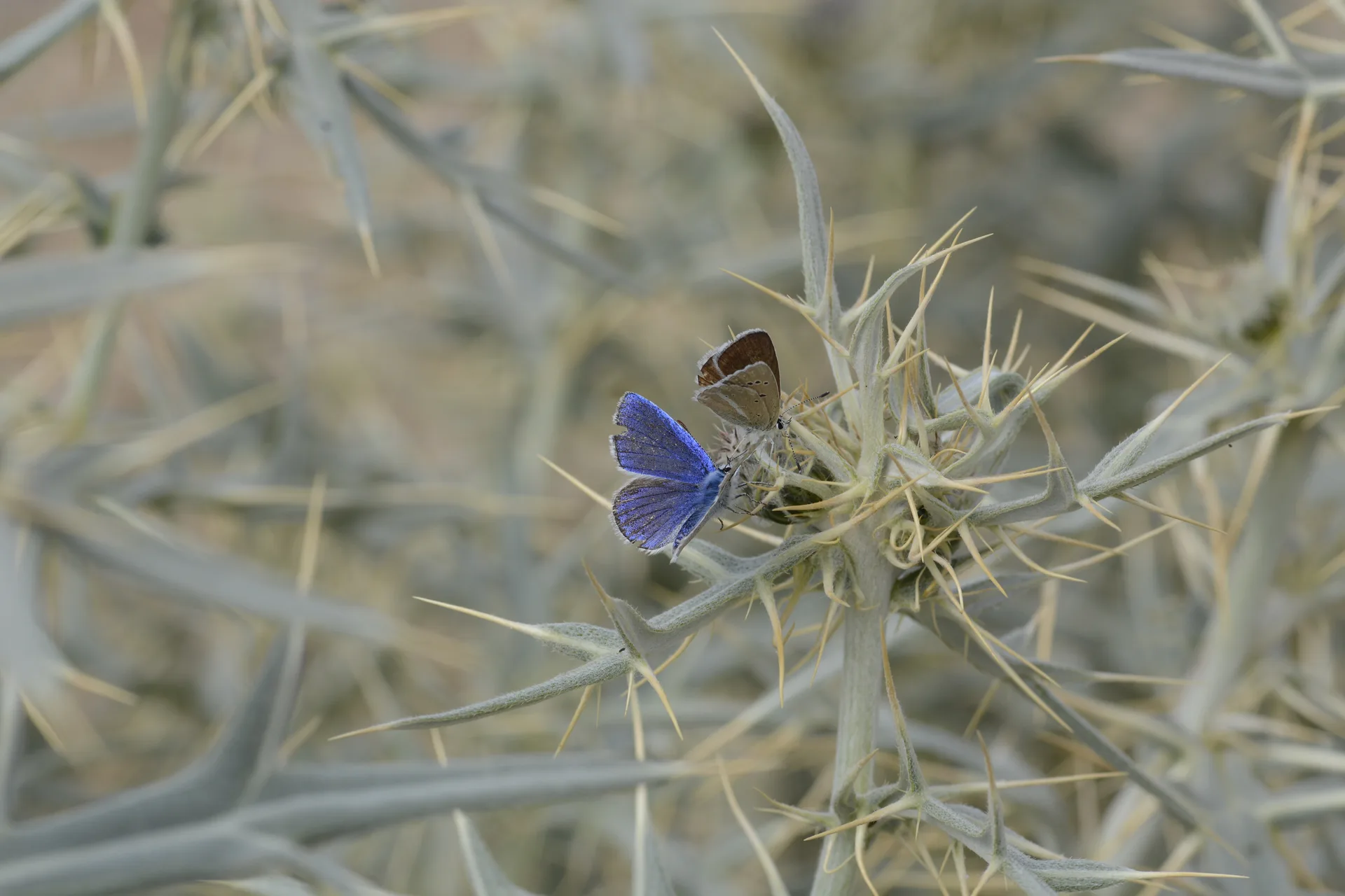 Polyommatus sigberti (Sigbert'in Ã‡okgÃ¶zlÃ¼sÃ¼) butterfly photo