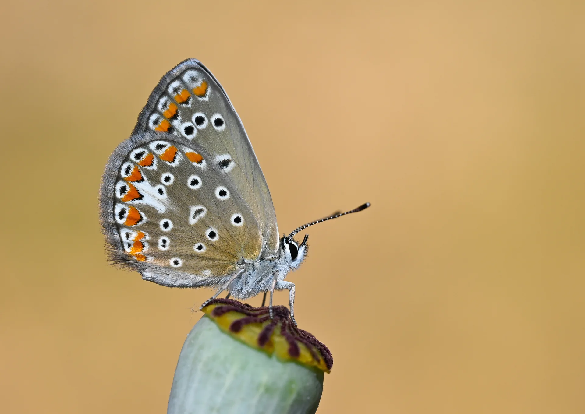 Polyommatus thersites (Çokgözlü Menekşemavisi) butterfly photo