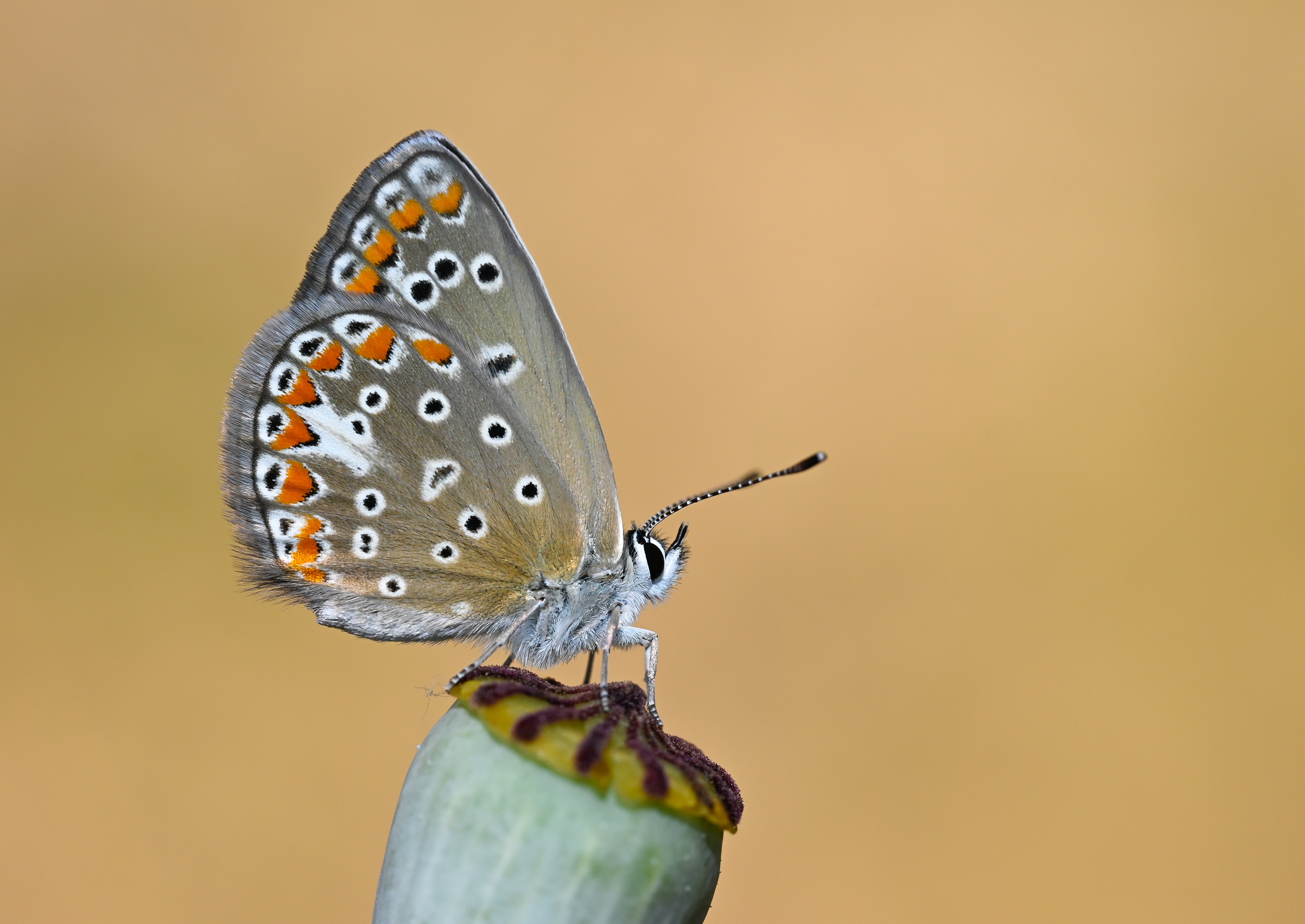 Polyommatus thersites (Çokgözlü Menekşemavisi) butterfly photo