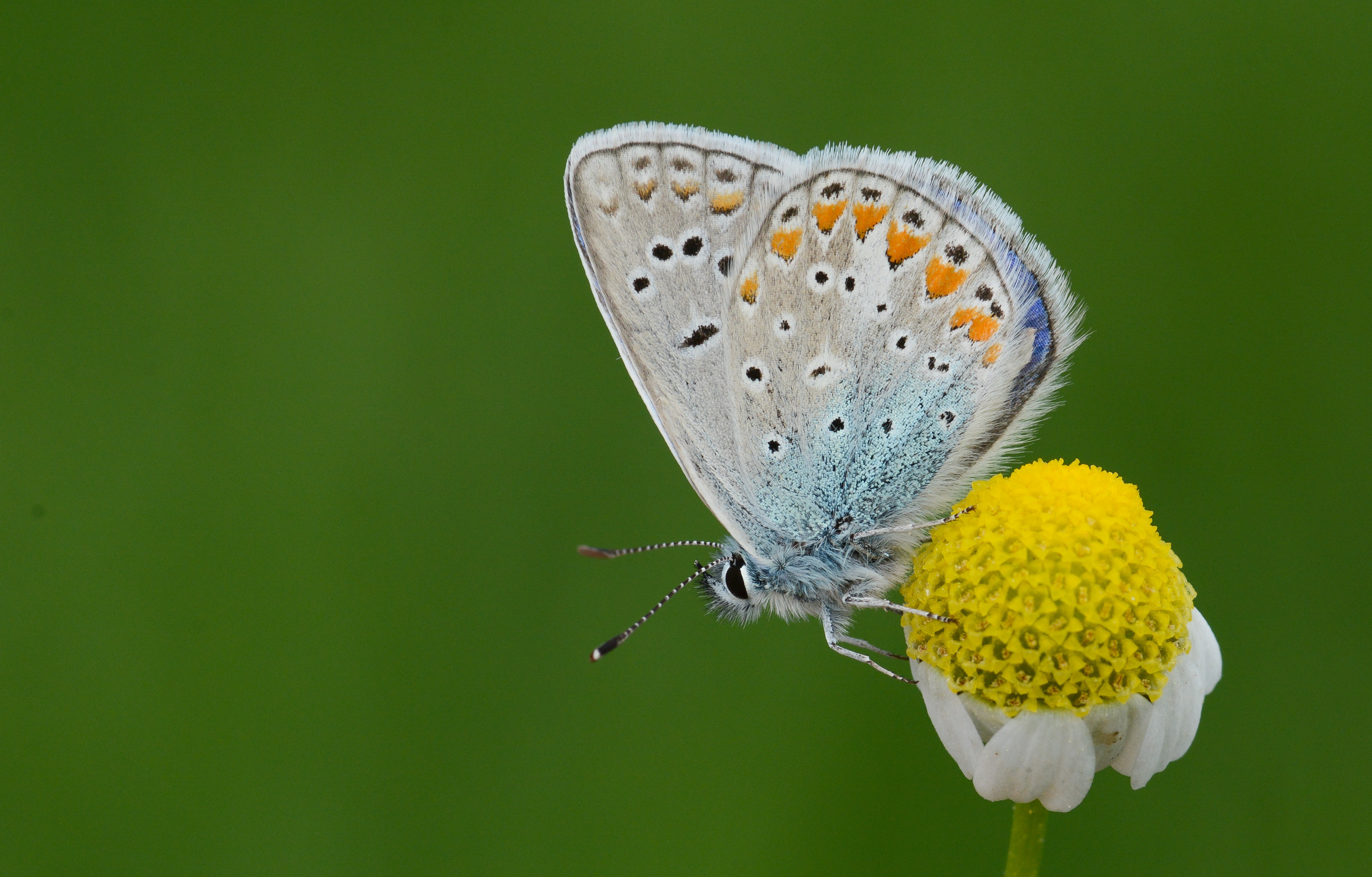 Polyommatus thersites (Çokgözlü Menekşemavisi) butterfly photo