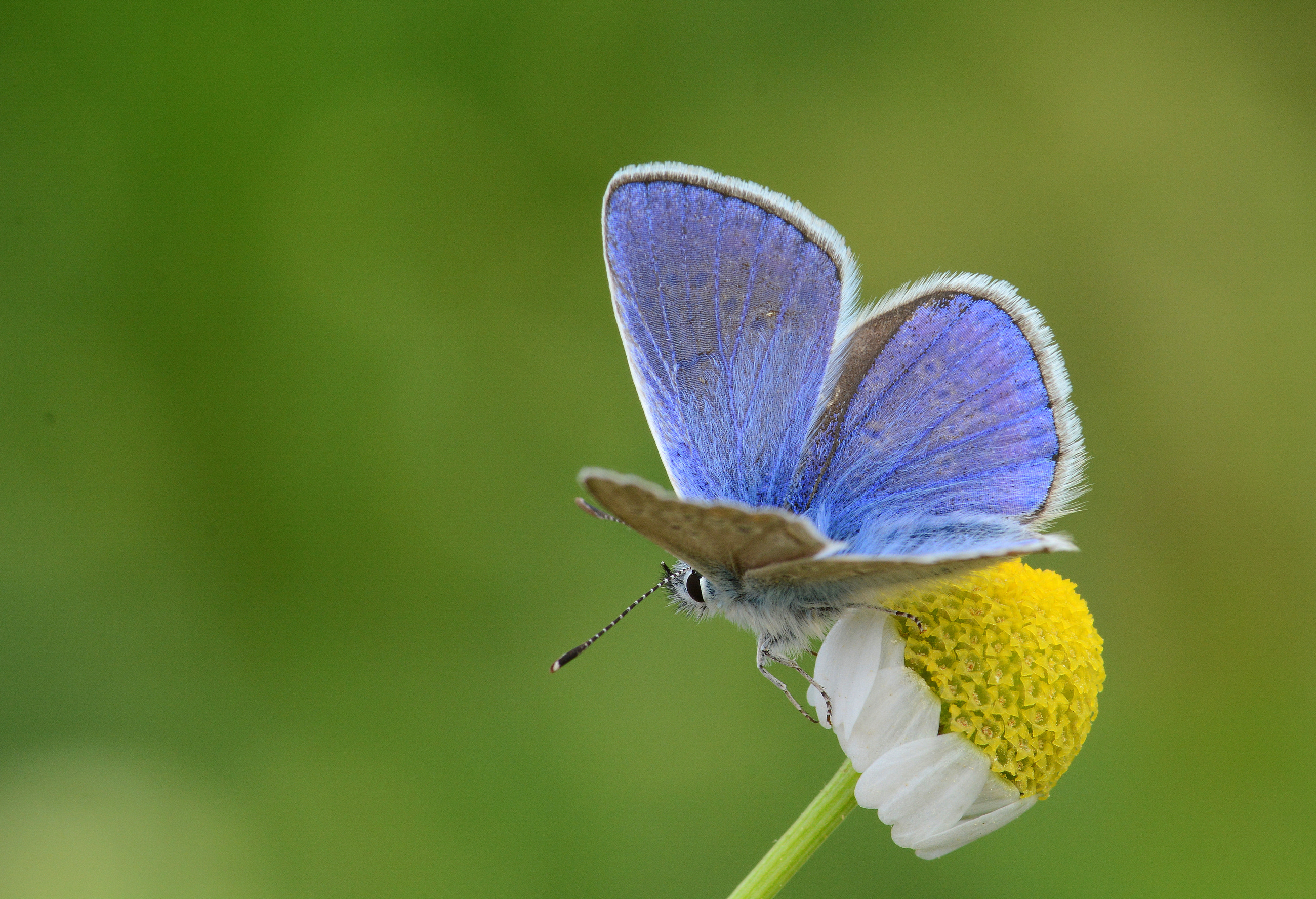 Polyommatus thersites (Çokgözlü Menekşemavisi) butterfly photo