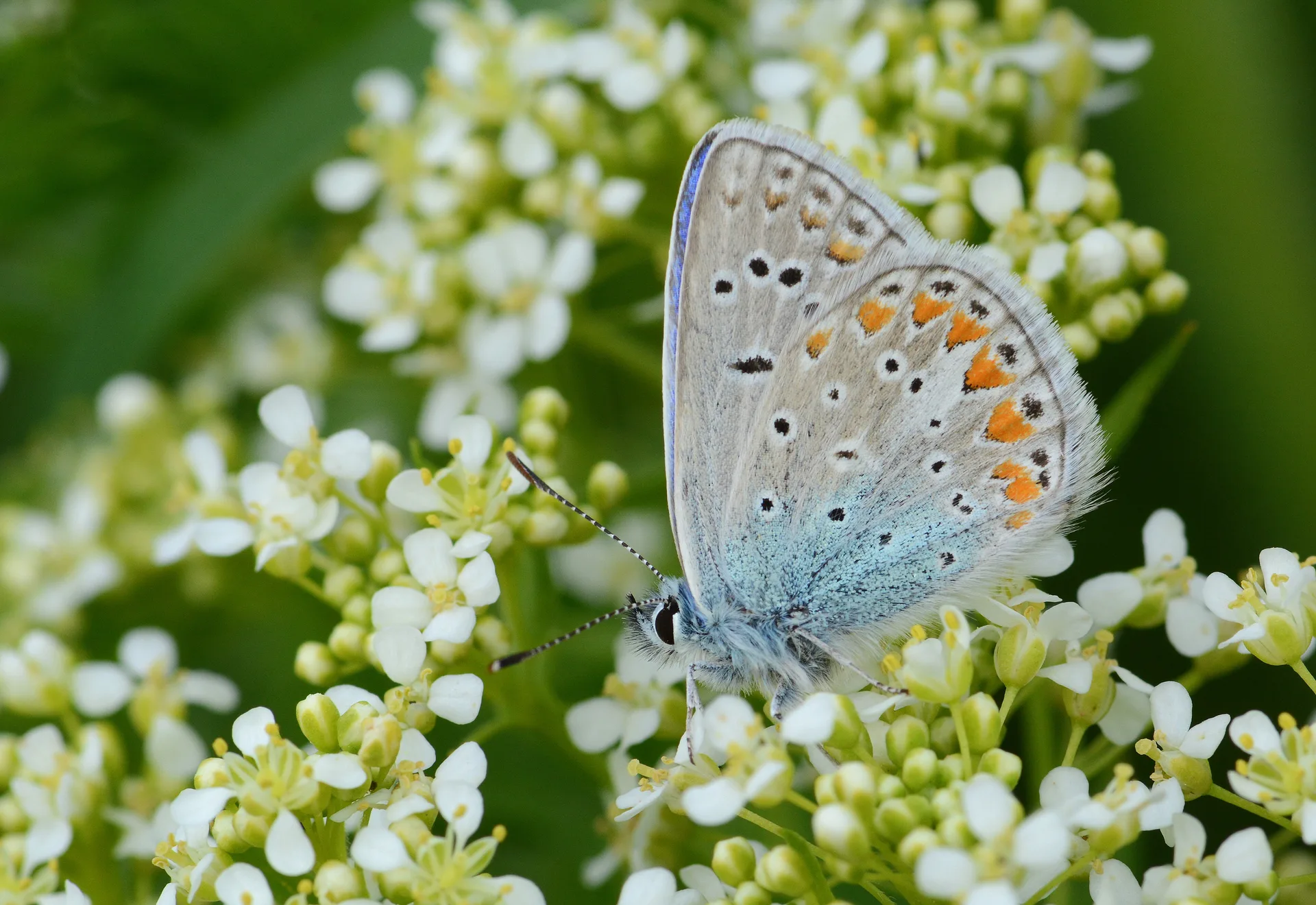 Polyommatus thersites (Ã‡okgÃ¶zlÃ¼ MenekÅŸemavisi) butterfly photo