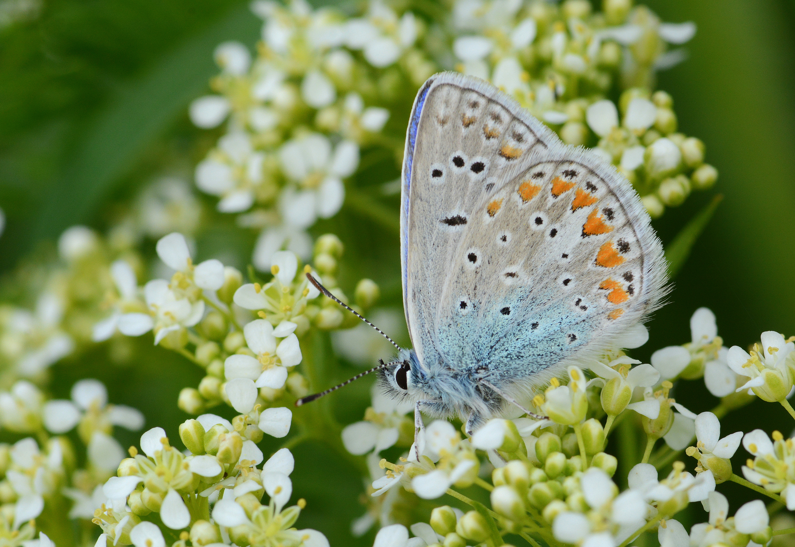 Polyommatus thersites (Çokgözlü Menekşemavisi) butterfly photo