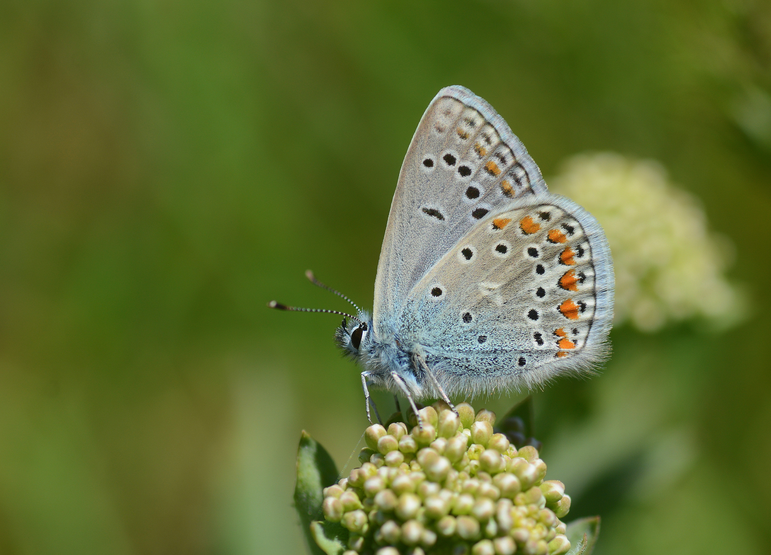 Polyommatus thersites (Çokgözlü Menekşemavisi) butterfly photo
