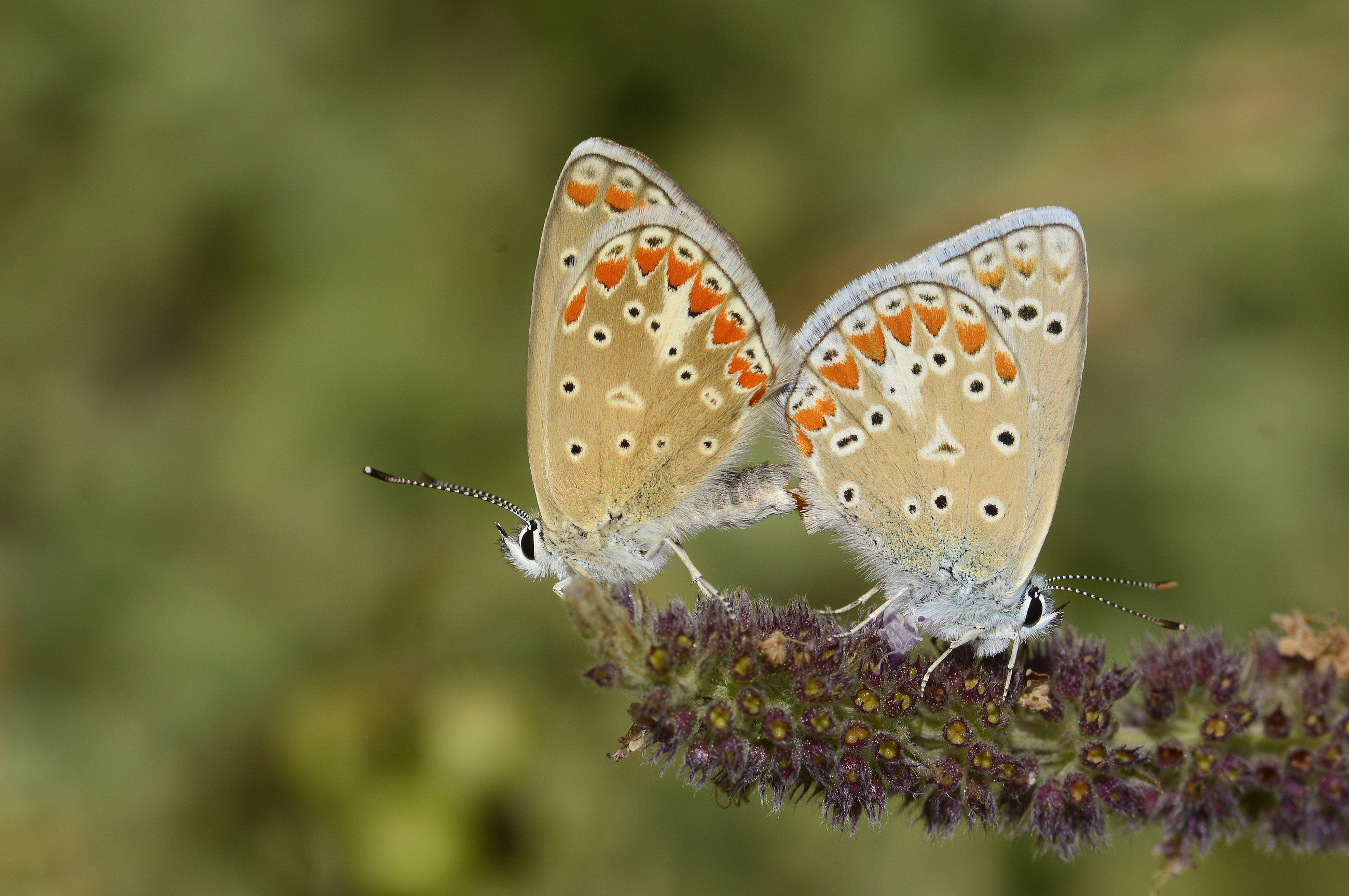 Polyommatus thersites (Çokgözlü Menekşemavisi) butterfly photo