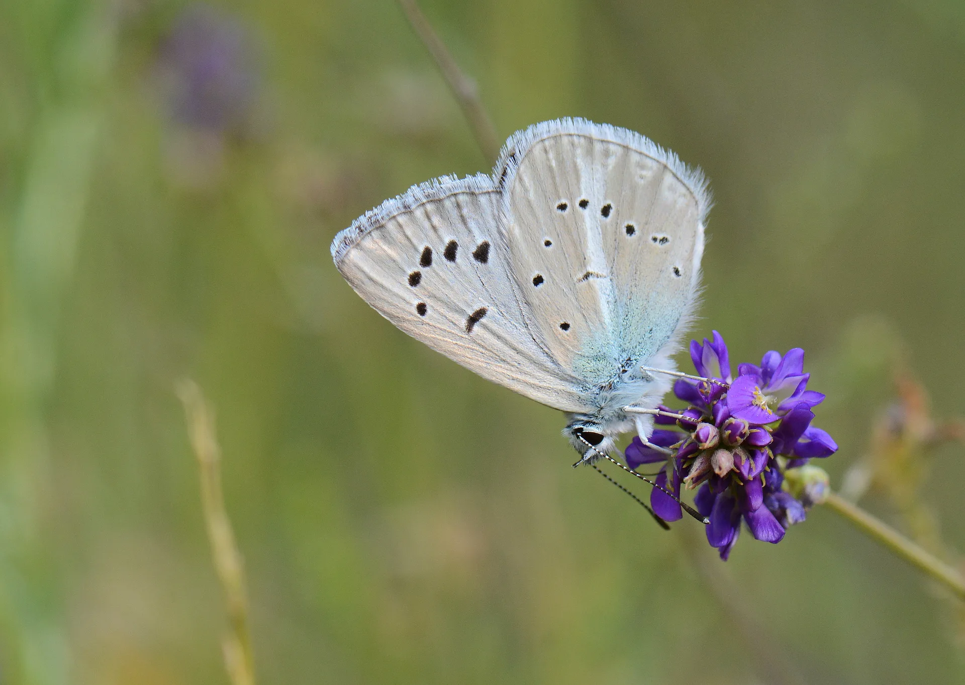 Polyommatus vanensis (Çokgözlü Ağrımavisi) butterfly photo