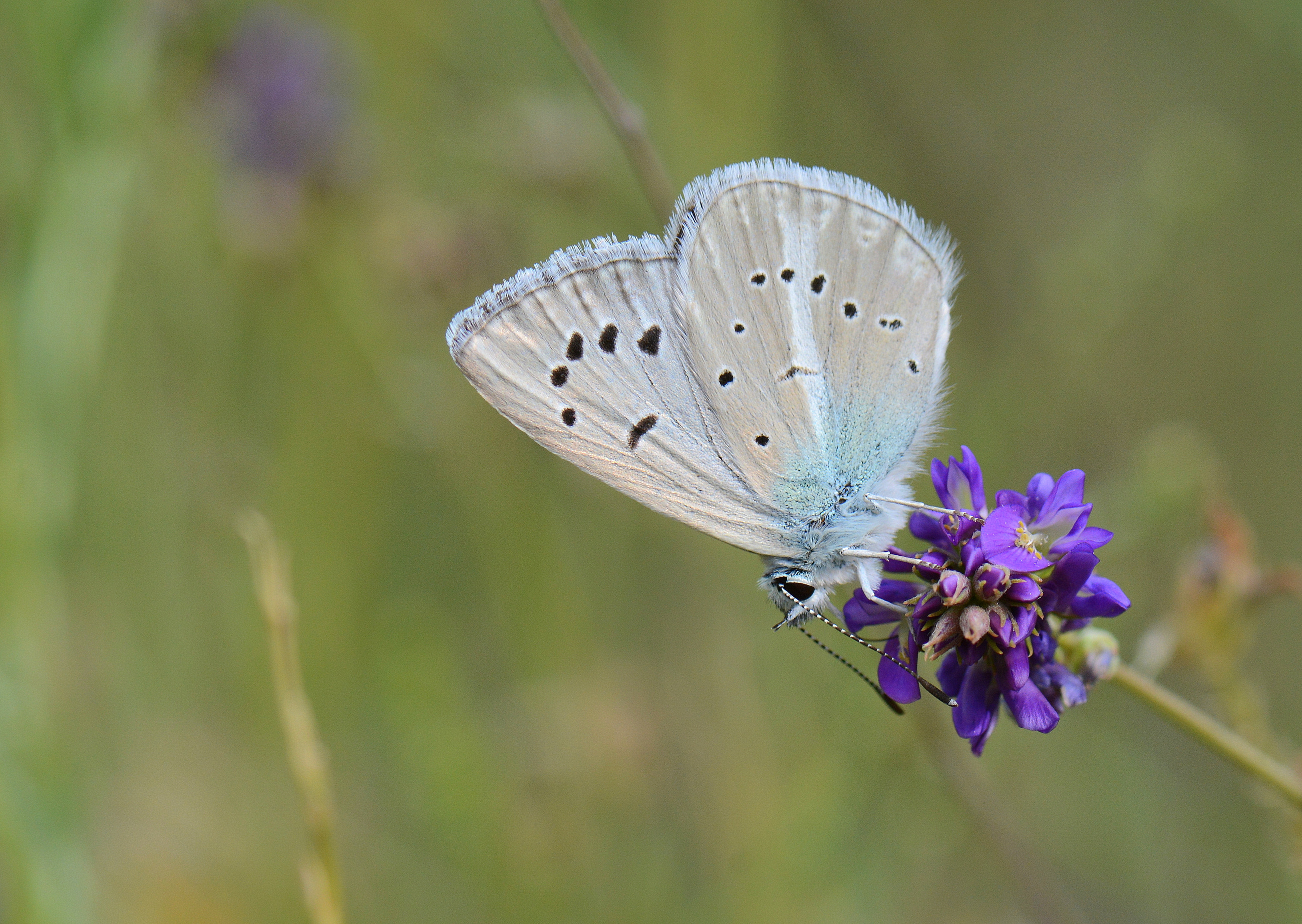 Polyommatus vanensis (Çokgözlü Ağrımavisi) butterfly photo