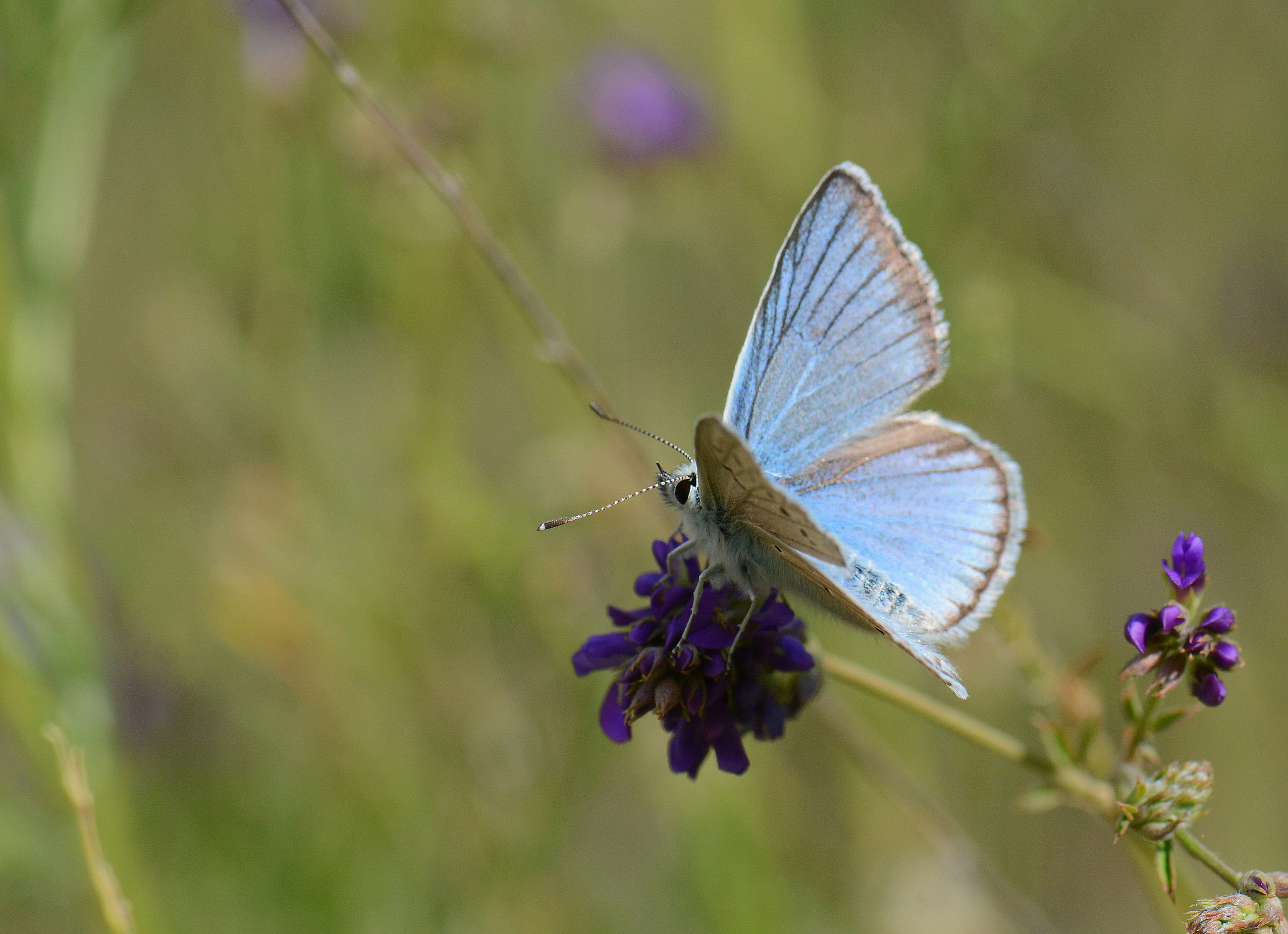 Polyommatus vanensis (Çokgözlü Ağrımavisi) butterfly photo