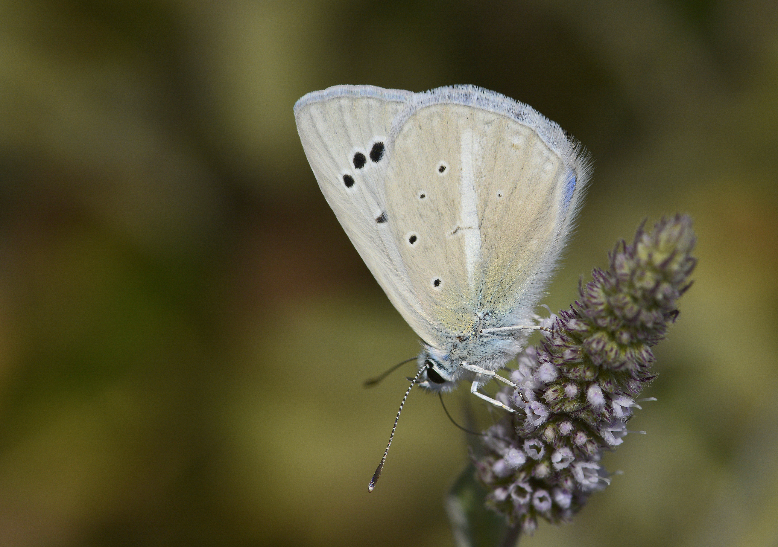 Polyommatus wagneri (Wagner'in Çokgözlüsü) butterfly photo