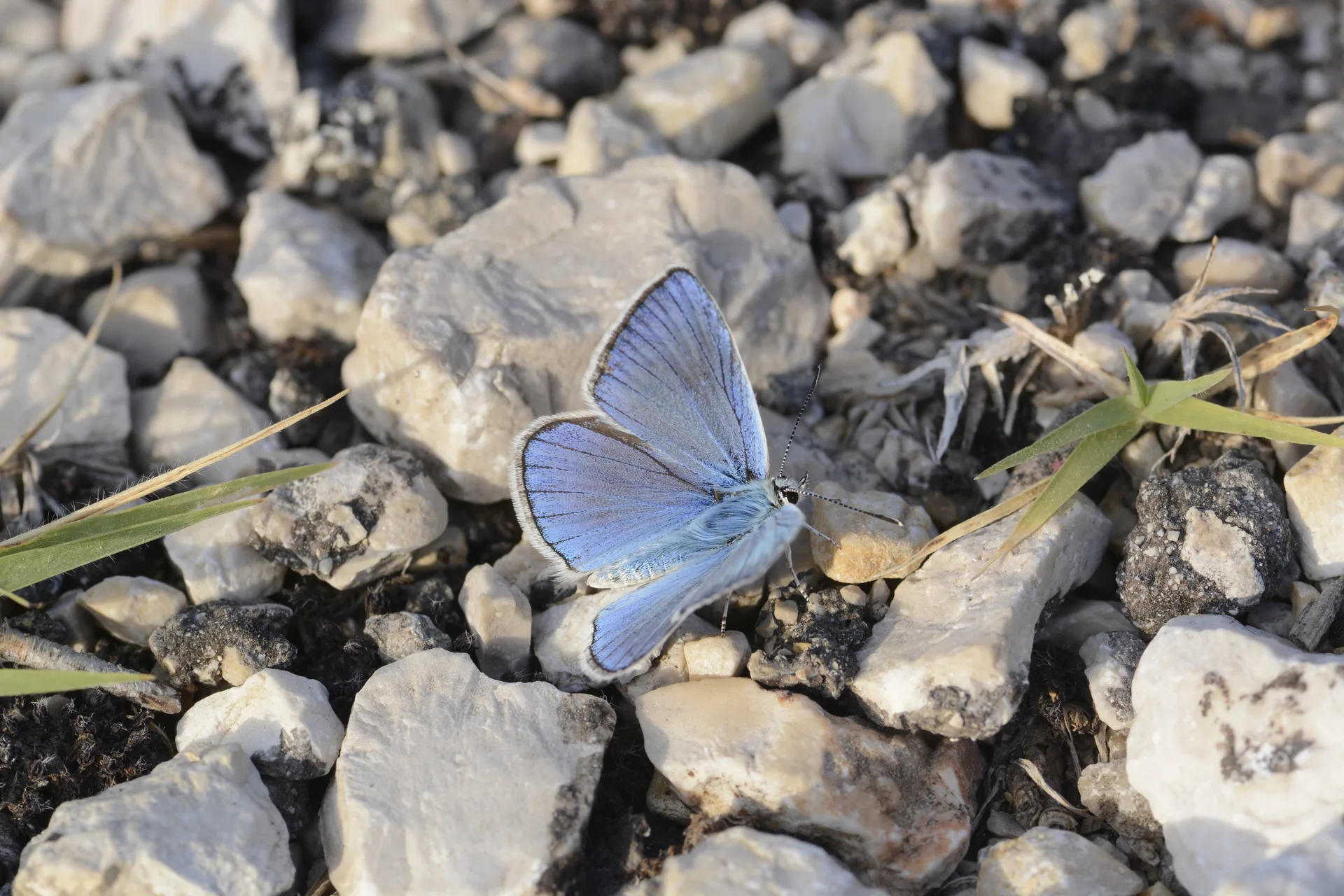 Polyommatus wagneri (Wagner'in Ã‡okgÃ¶zlÃ¼sÃ¼) butterfly photo