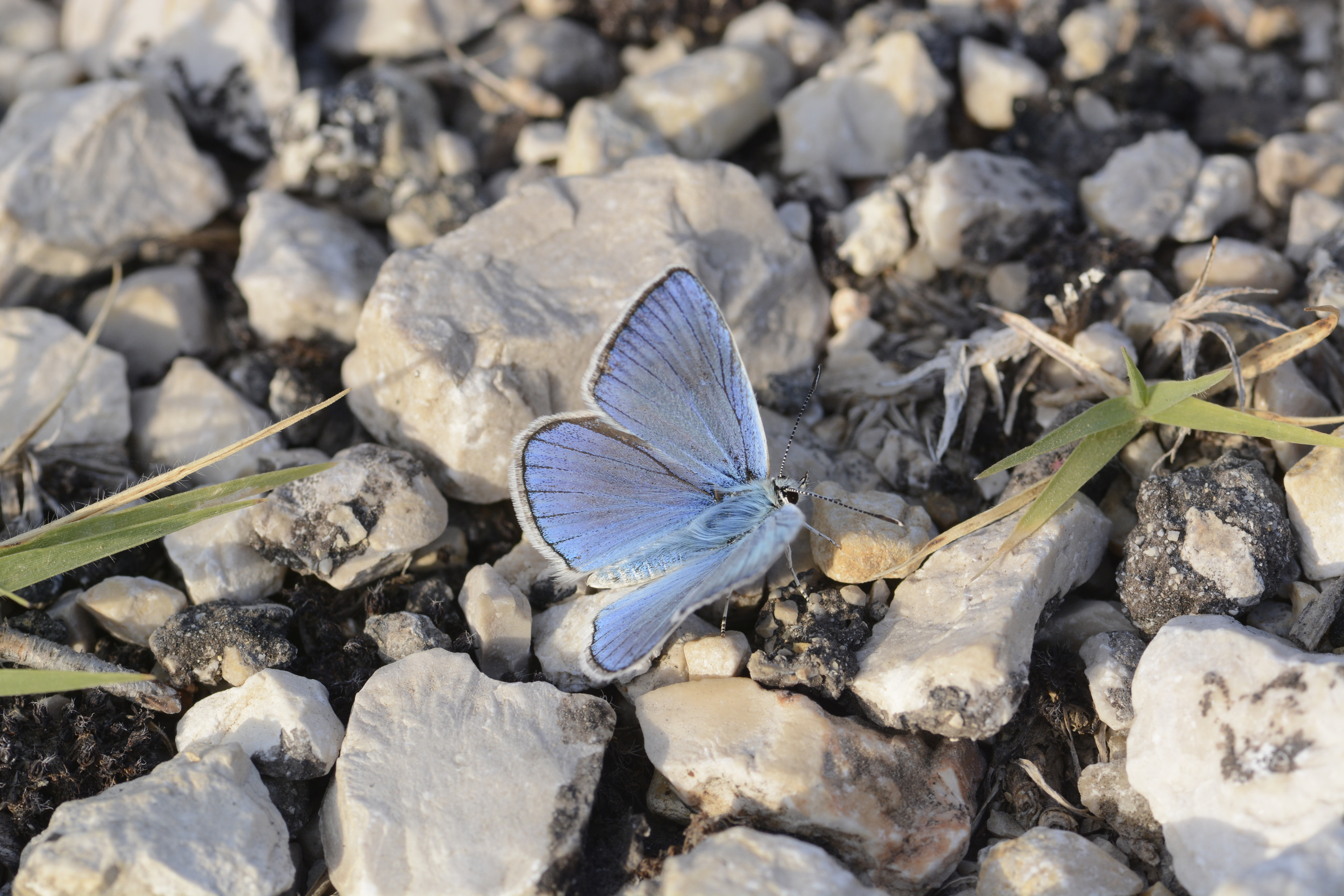 Polyommatus wagneri (Wagner'in Çokgözlüsü) butterfly photo