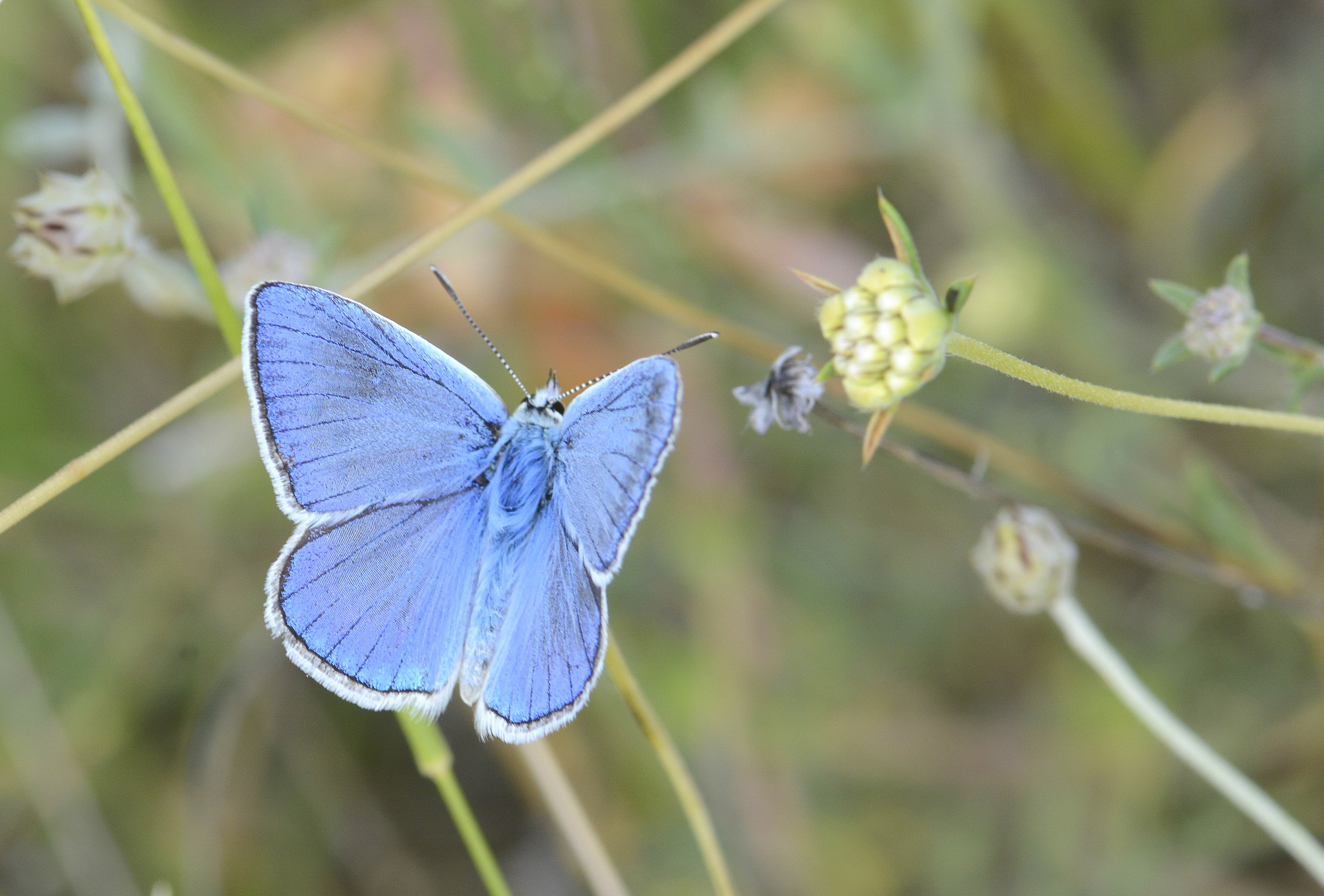 Polyommatus wagneri (Wagner'in Çokgözlüsü) butterfly photo