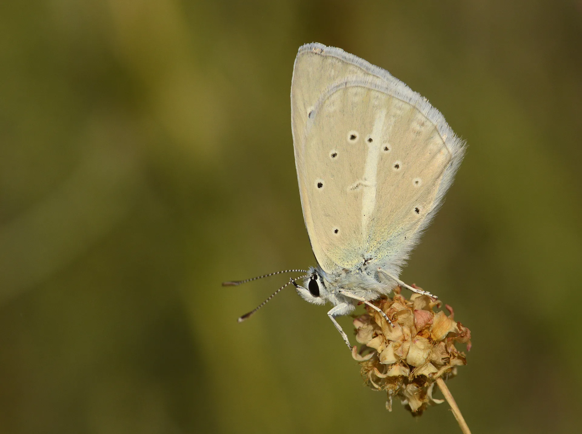 Polyommatus wagneri (Wagner'in Ã‡okgÃ¶zlÃ¼sÃ¼) butterfly photo