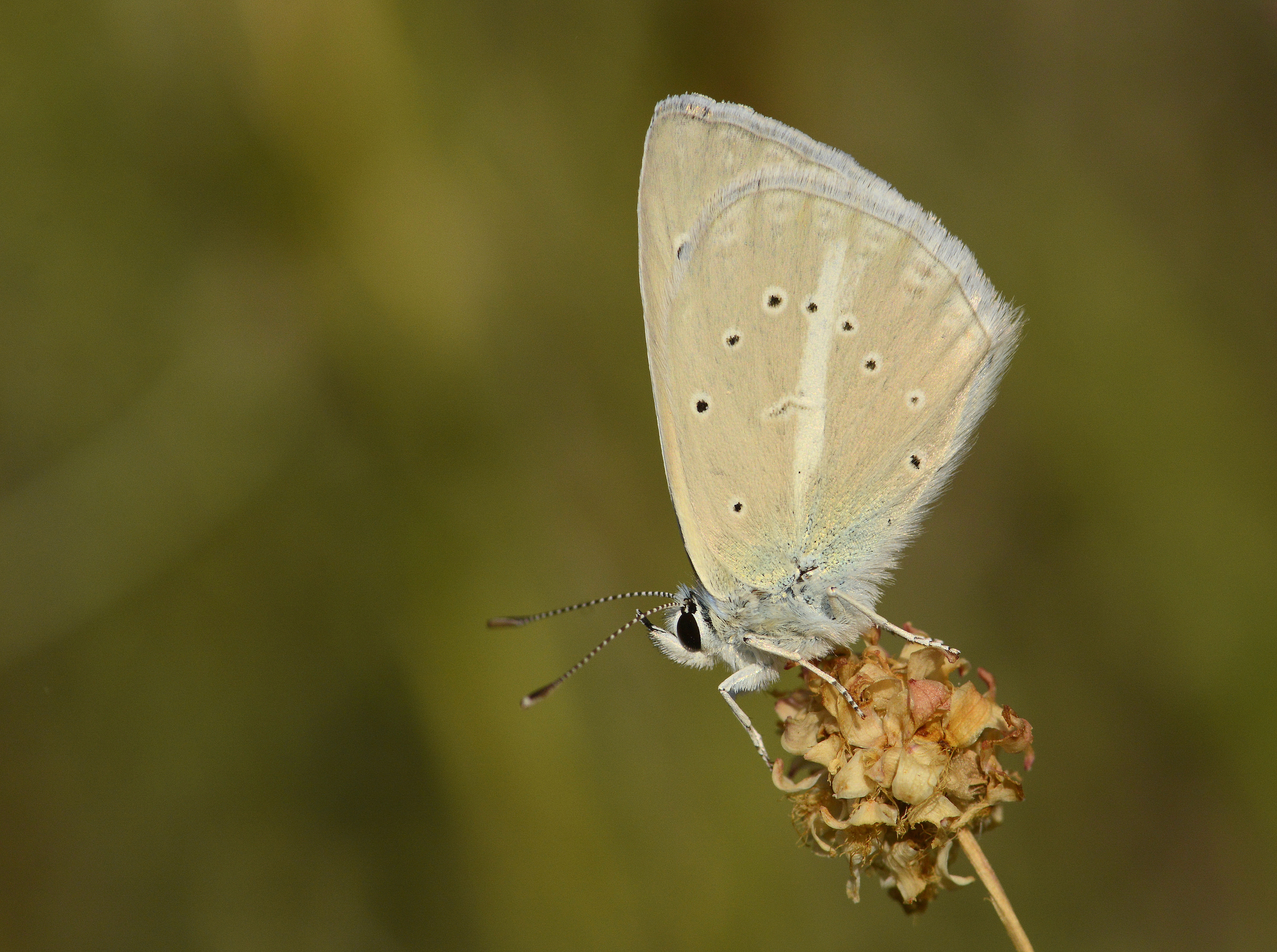 Polyommatus wagneri (Wagner'in Çokgözlüsü) butterfly photo