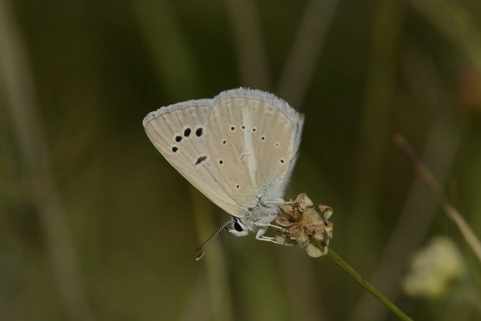 Polyommatus wagneri (Wagner'in Ã‡okgÃ¶zlÃ¼sÃ¼) butterfly photo