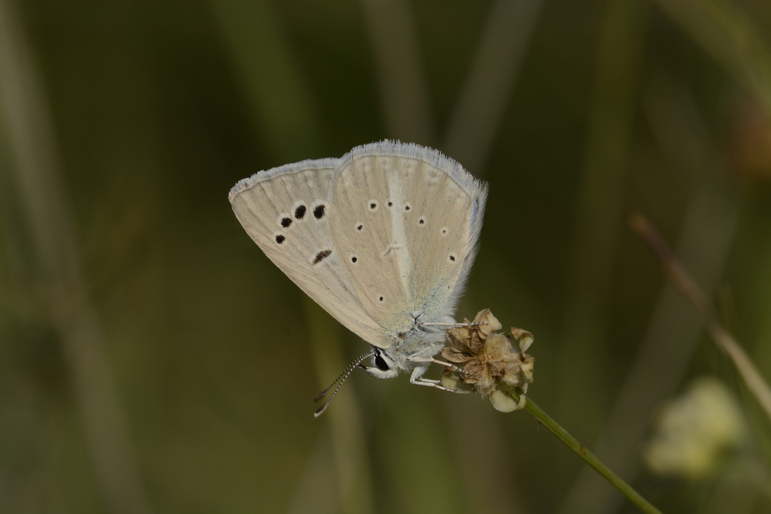 Polyommatus wagneri (Wagner'in Çokgözlüsü) butterfly photo