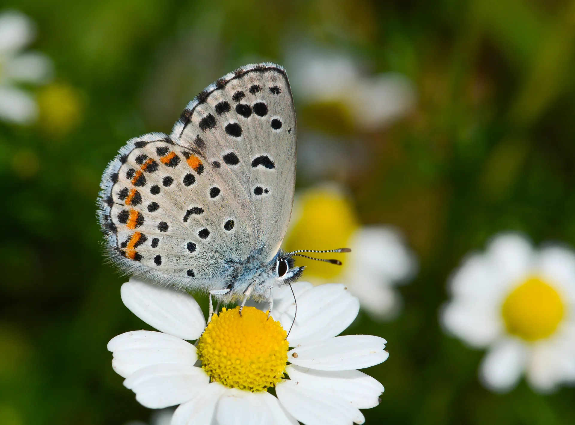 Pseudophilotes bavius (Bavius mavisi) butterfly photo