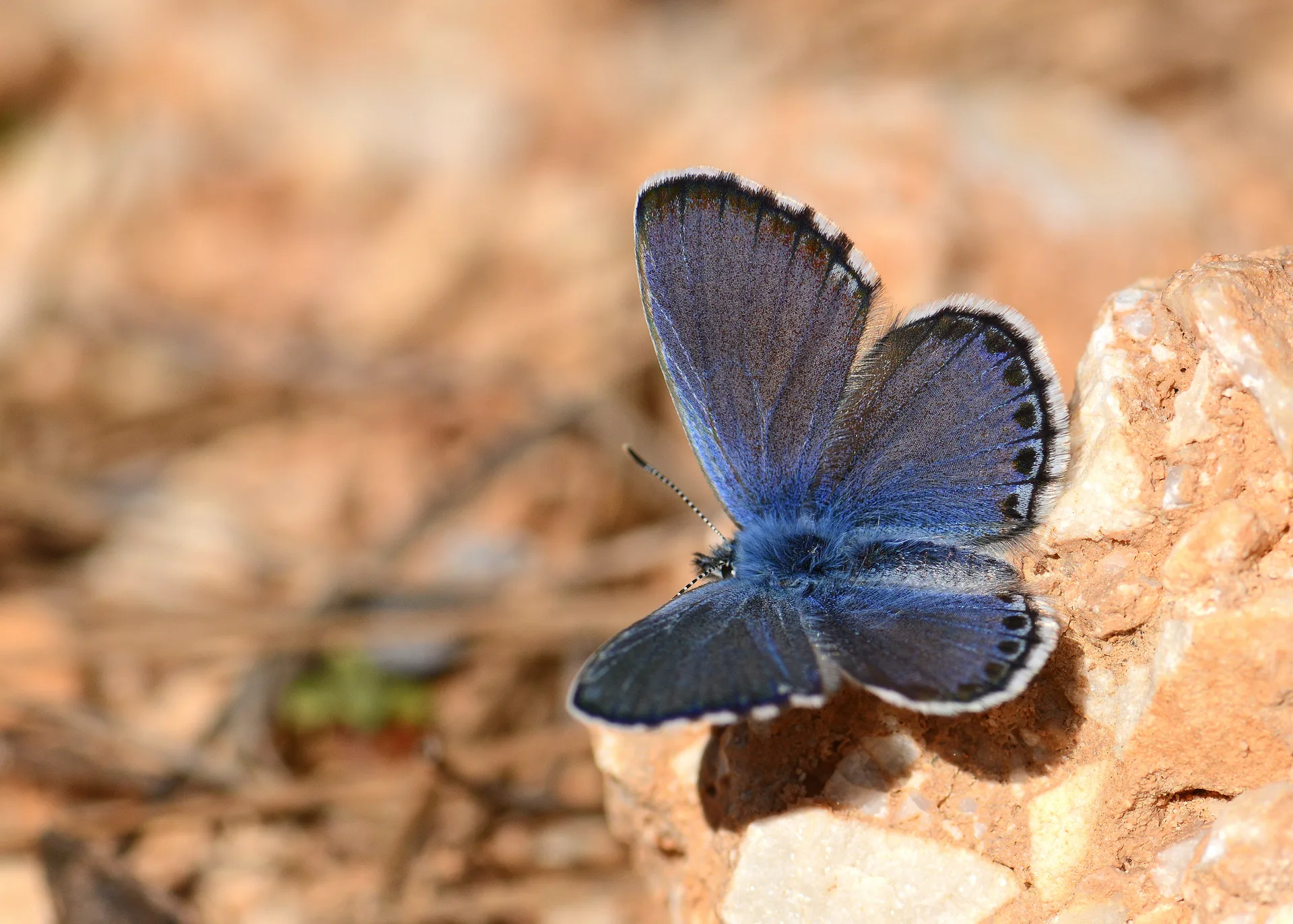 Pseudophilotes bavius (Bavius mavisi) butterfly photo