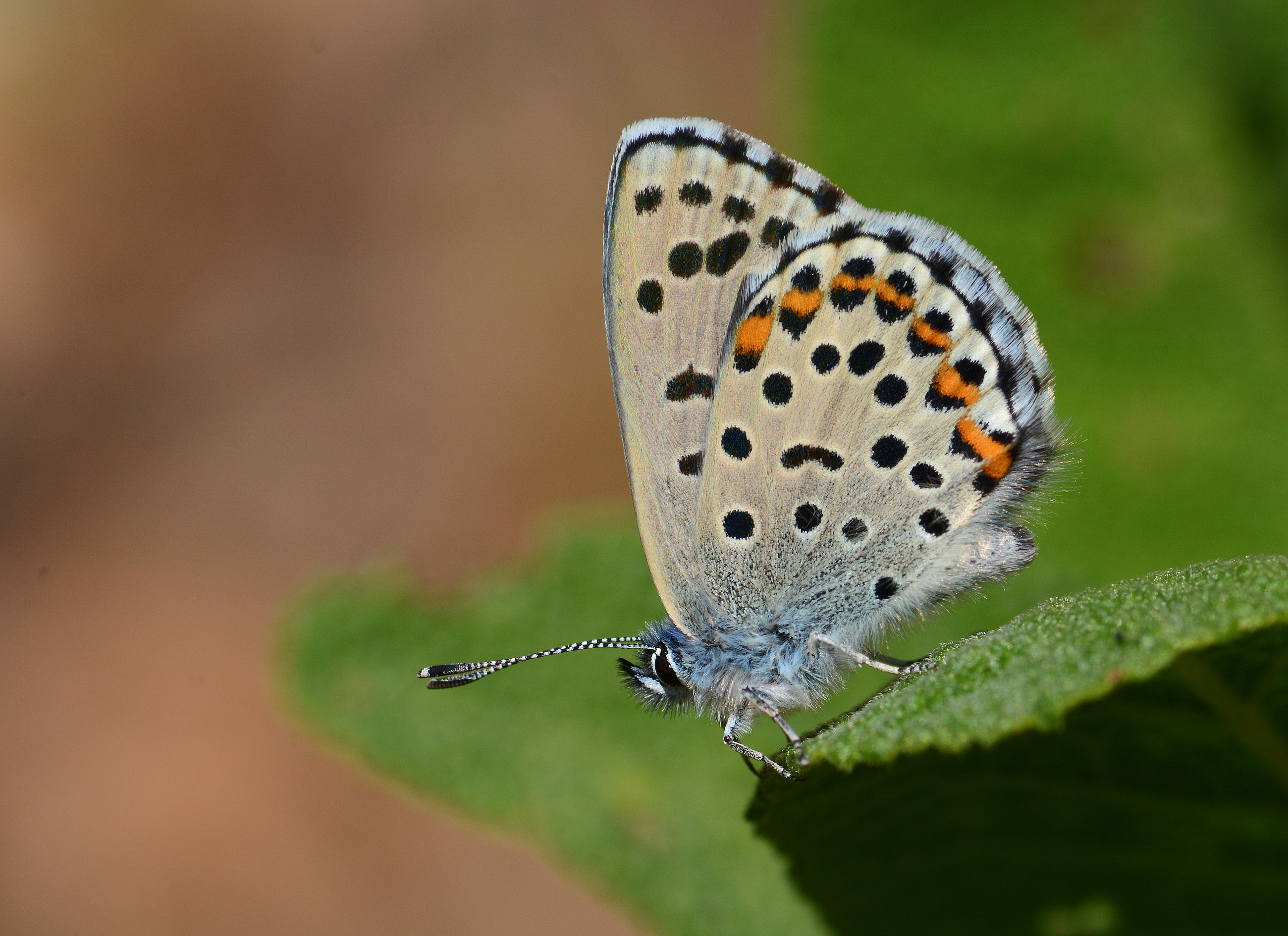 Pseudophilotes bavius (Bavius mavisi) butterfly photo