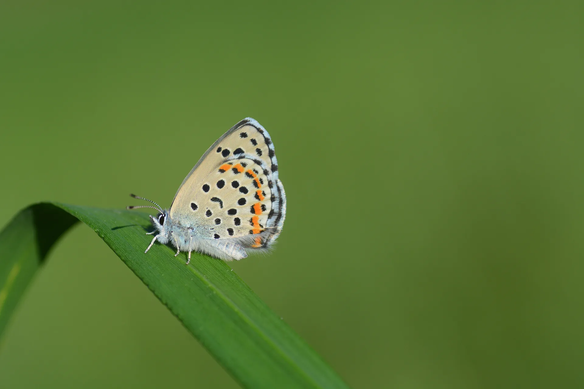 Pseudophilotes bavius (Bavius mavisi) butterfly photo