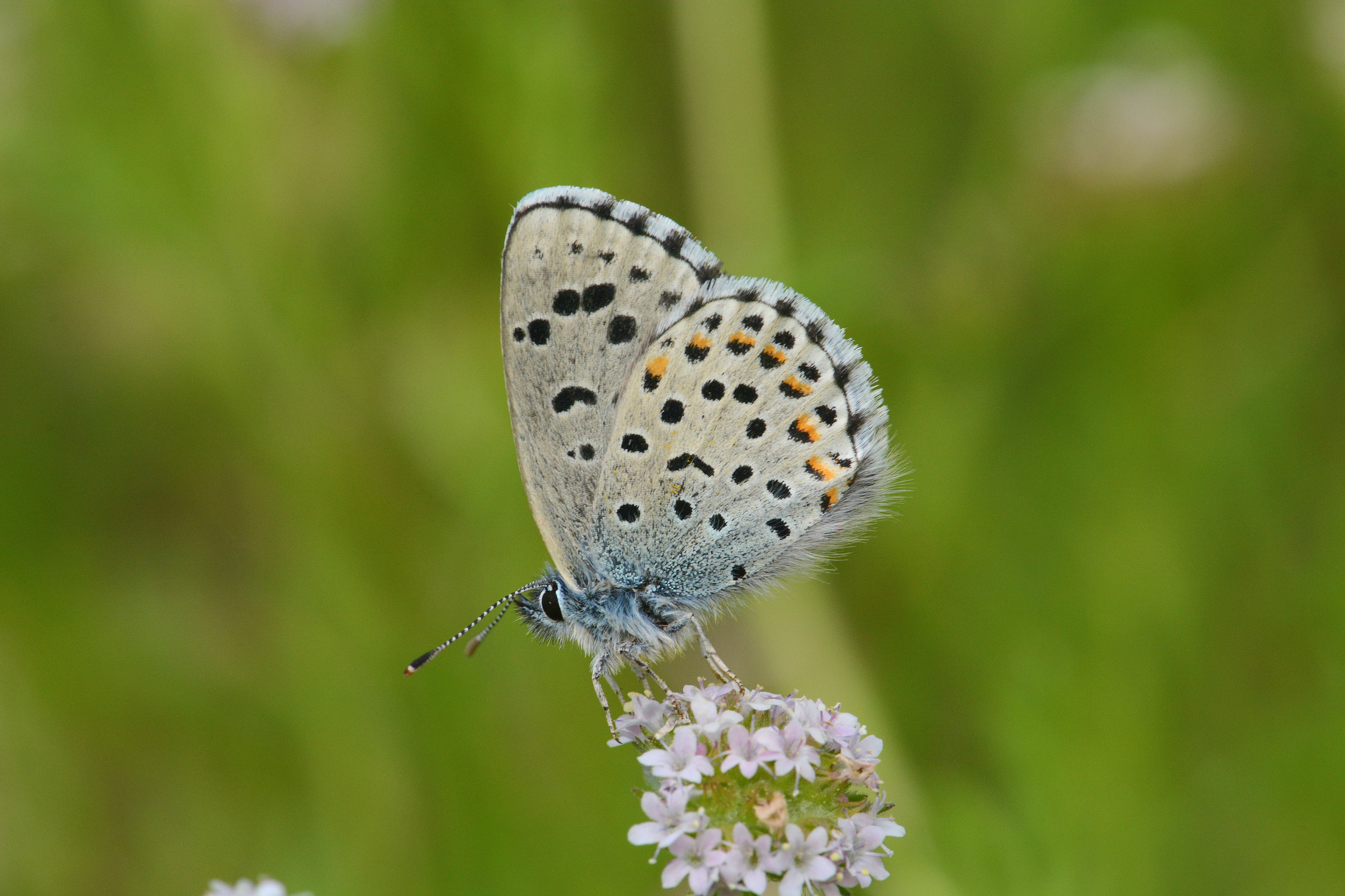 Pseudophilotes bavius (Bavius mavisi) butterfly photo