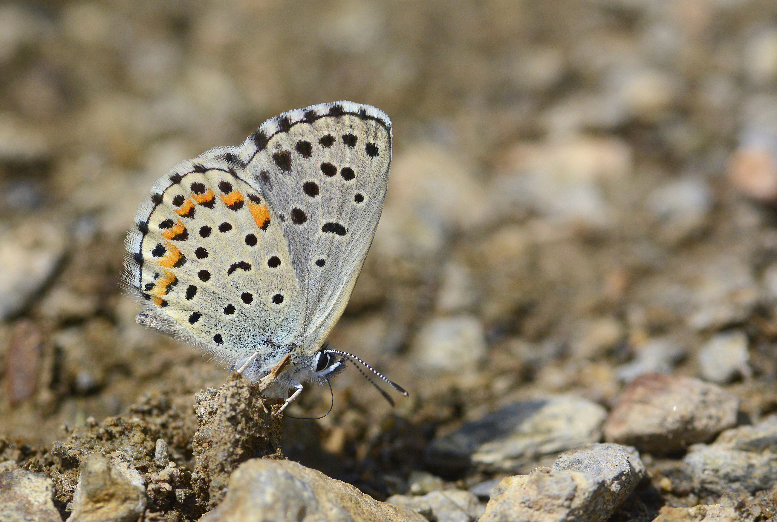 Pseudophilotes bavius (Bavius mavisi) butterfly photo