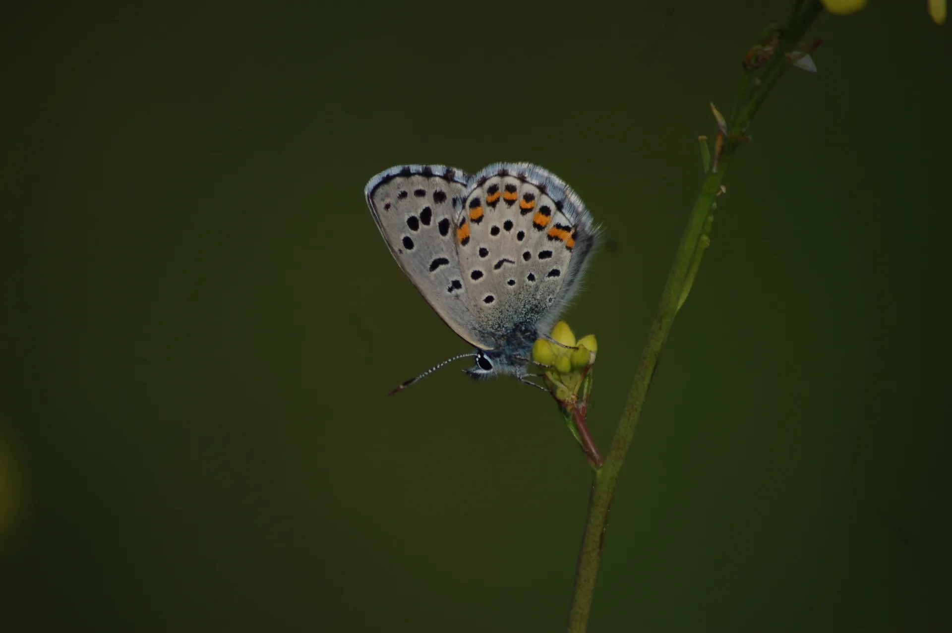 Pseudophilotes bavius (Bavius mavisi) butterfly photo