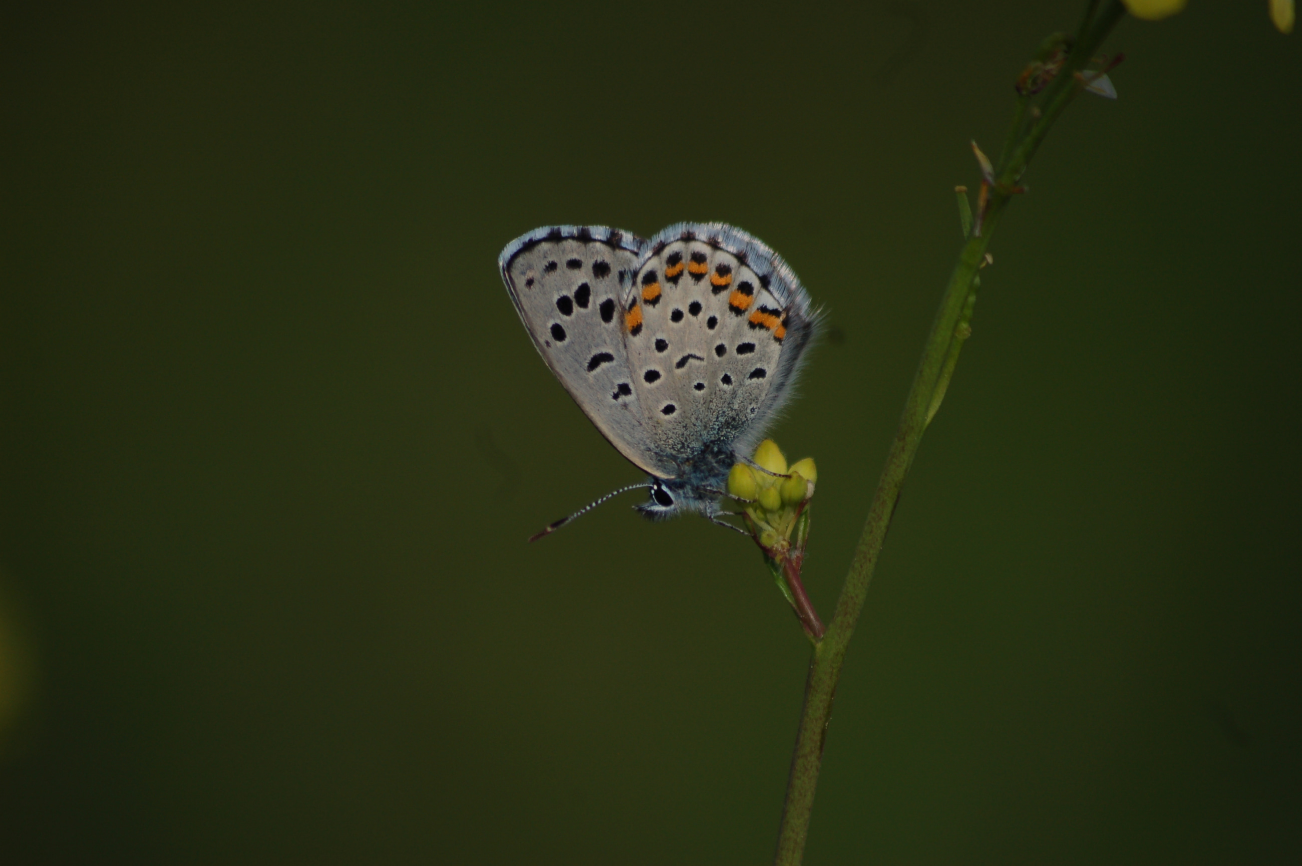 Pseudophilotes bavius (Bavius mavisi) butterfly photo
