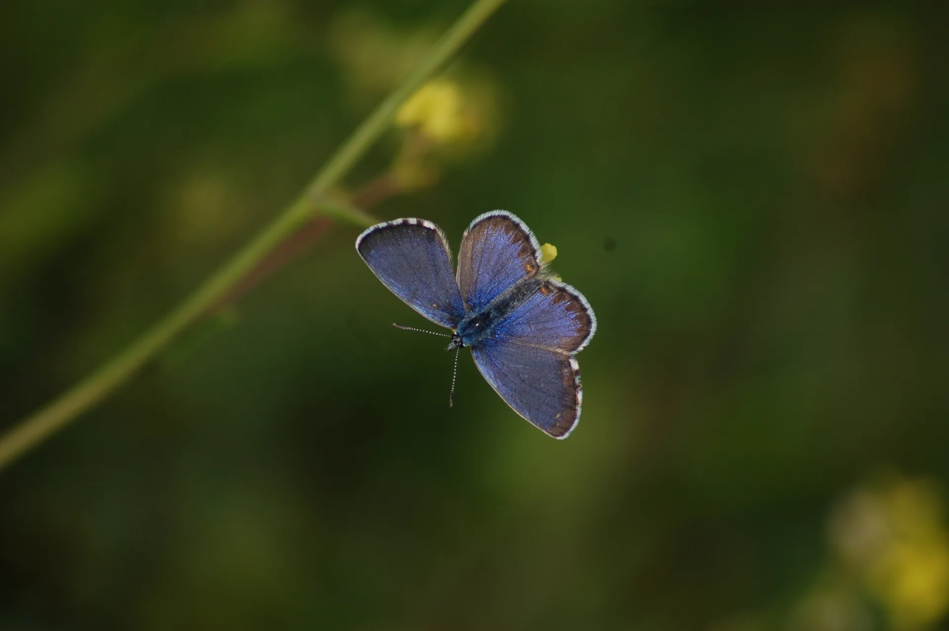 Pseudophilotes bavius (Bavius mavisi) butterfly photo