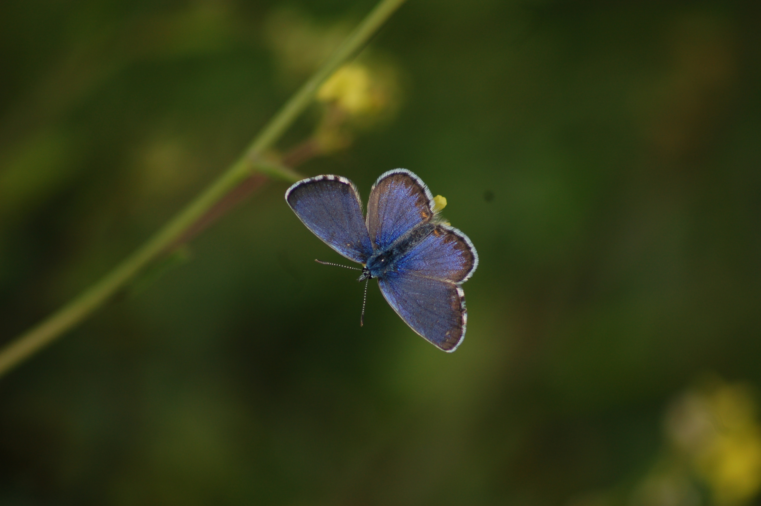 Pseudophilotes bavius (Bavius mavisi) butterfly photo