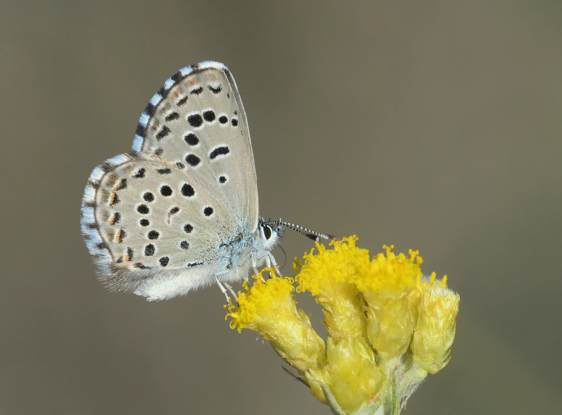 Pseudophilotes panoptes butterfly photo