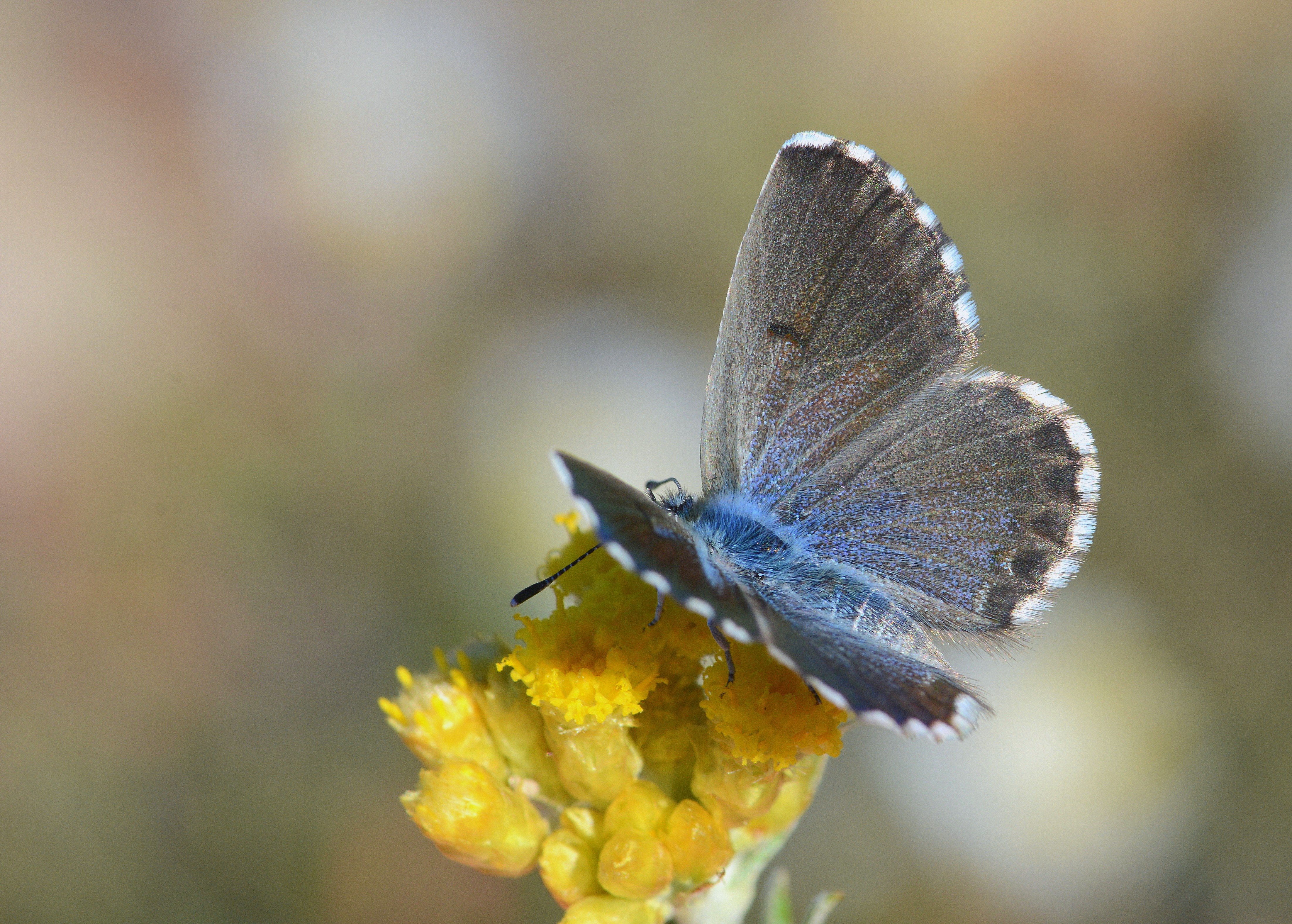 Pseudophilotes panoptes butterfly photo