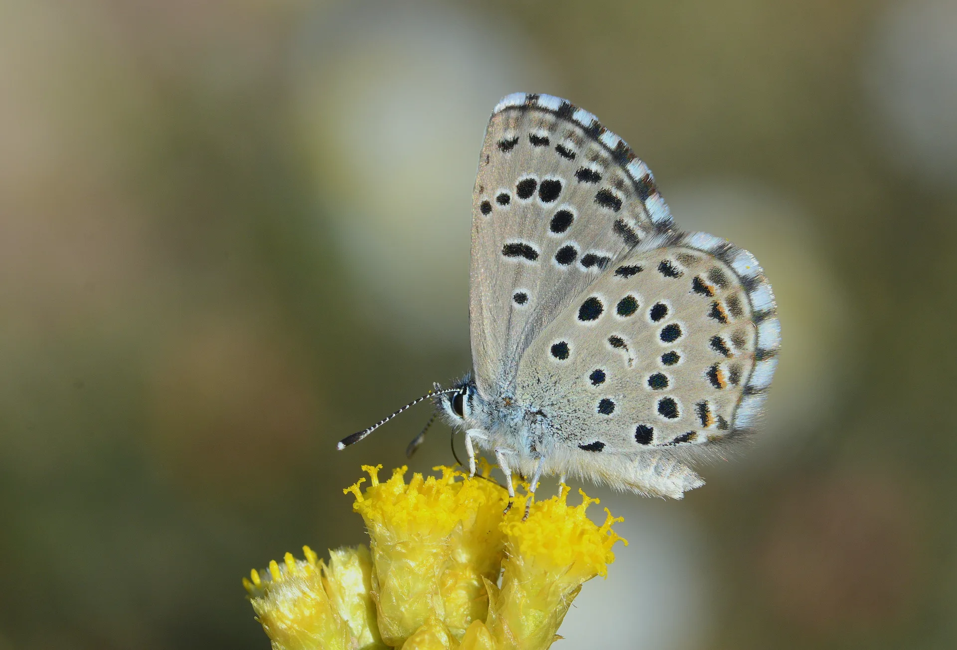 Pseudophilotes panoptes butterfly photo
