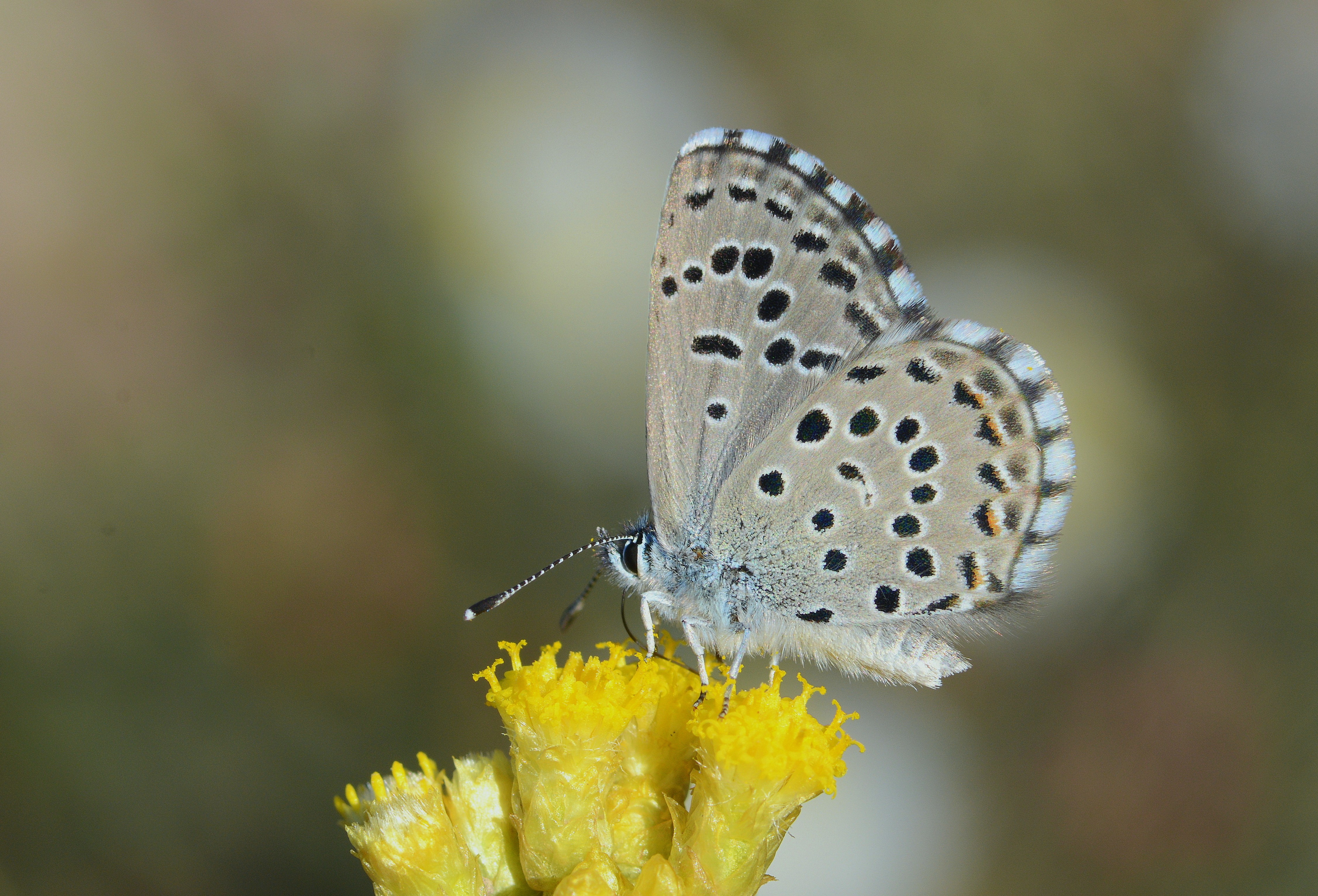 Pseudophilotes panoptes butterfly photo