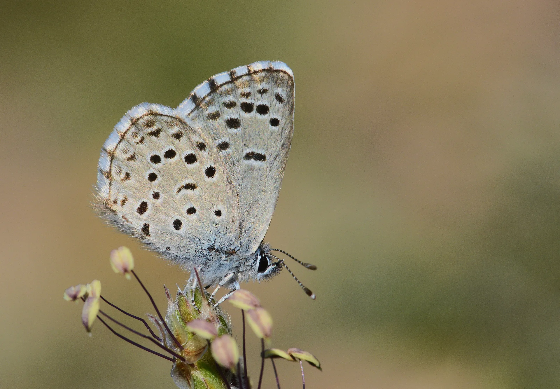 Pseudophilotes panoptes butterfly photo
