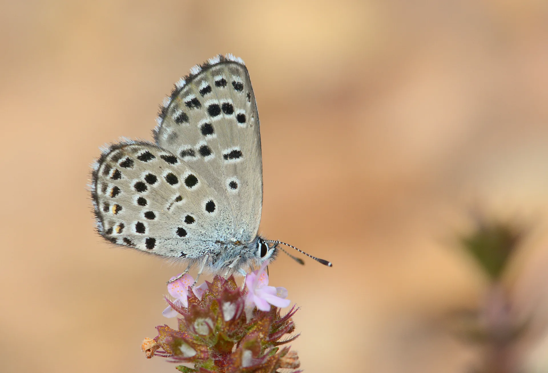Pseudophilotes panoptes butterfly photo