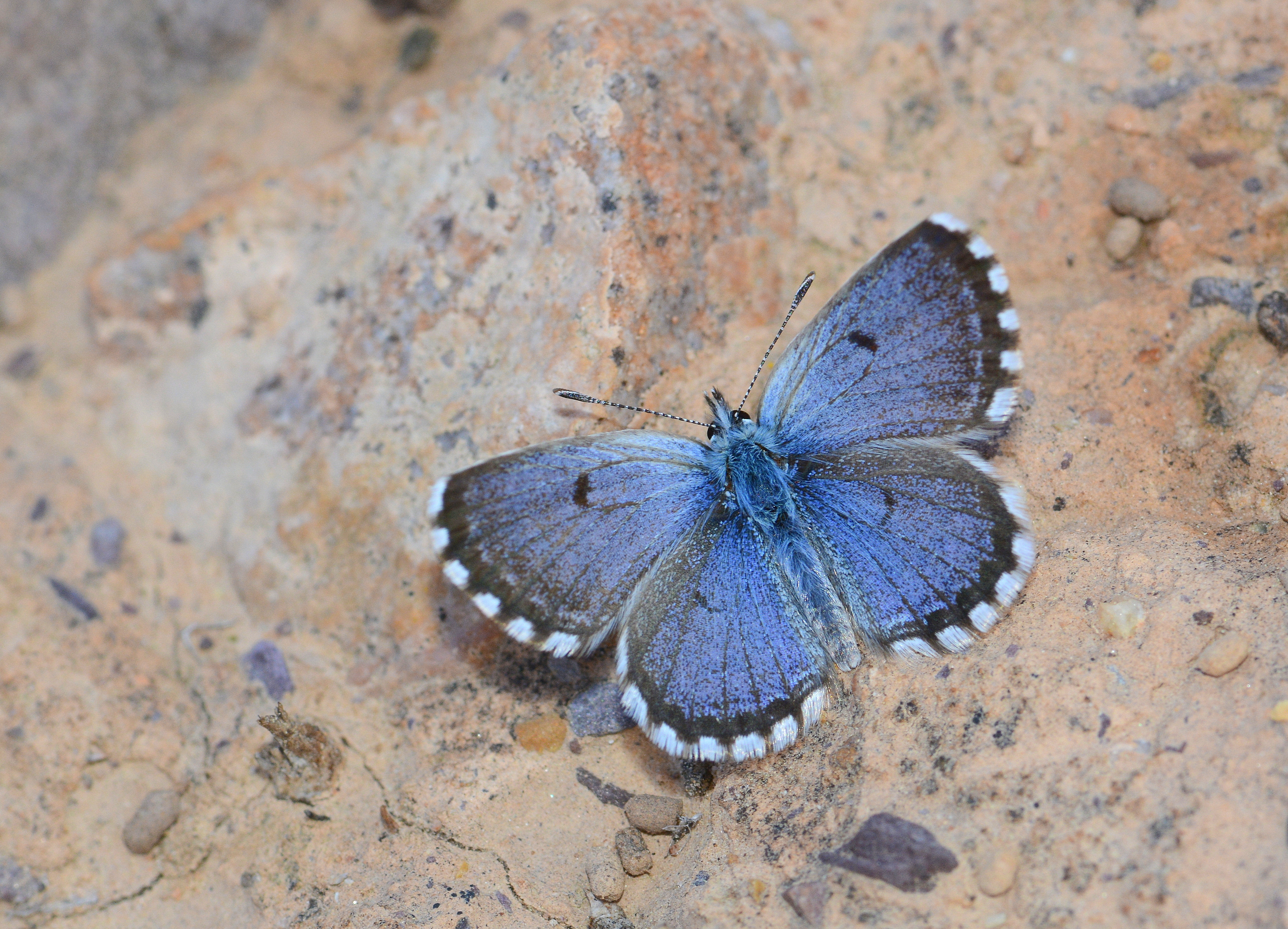 Pseudophilotes panoptes butterfly photo