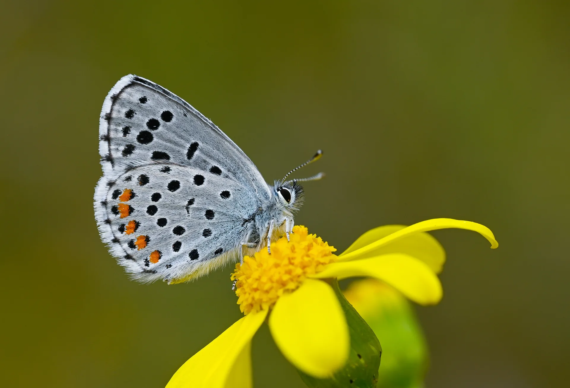 Pseudophilotes vicrama (Himalayamavisi) butterfly photo