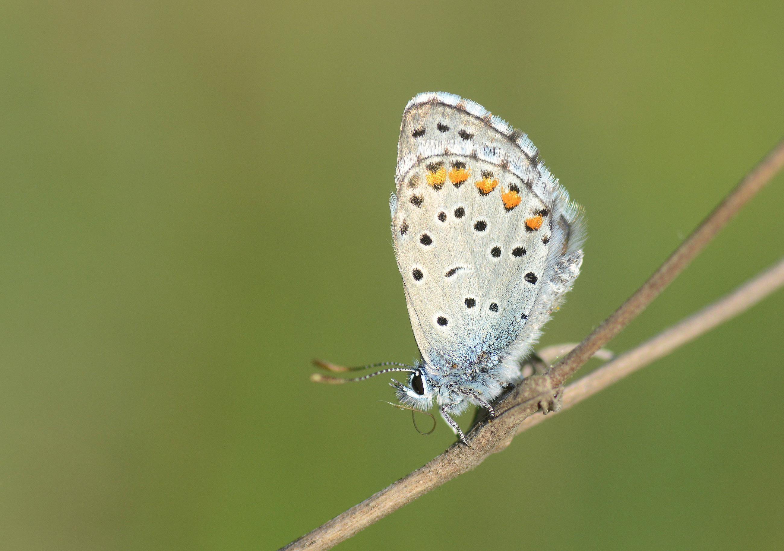 Pseudophilotes vicrama (Himalayamavisi) butterfly photo