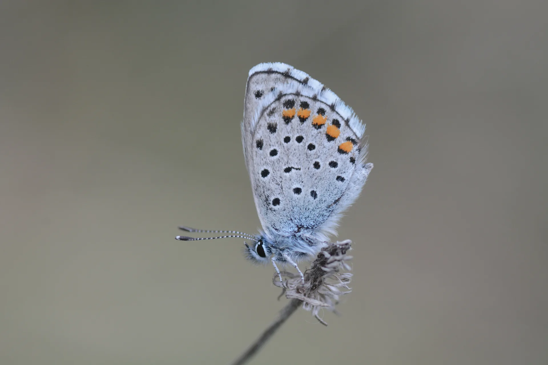 Pseudophilotes vicrama (Himalayamavisi) butterfly photo