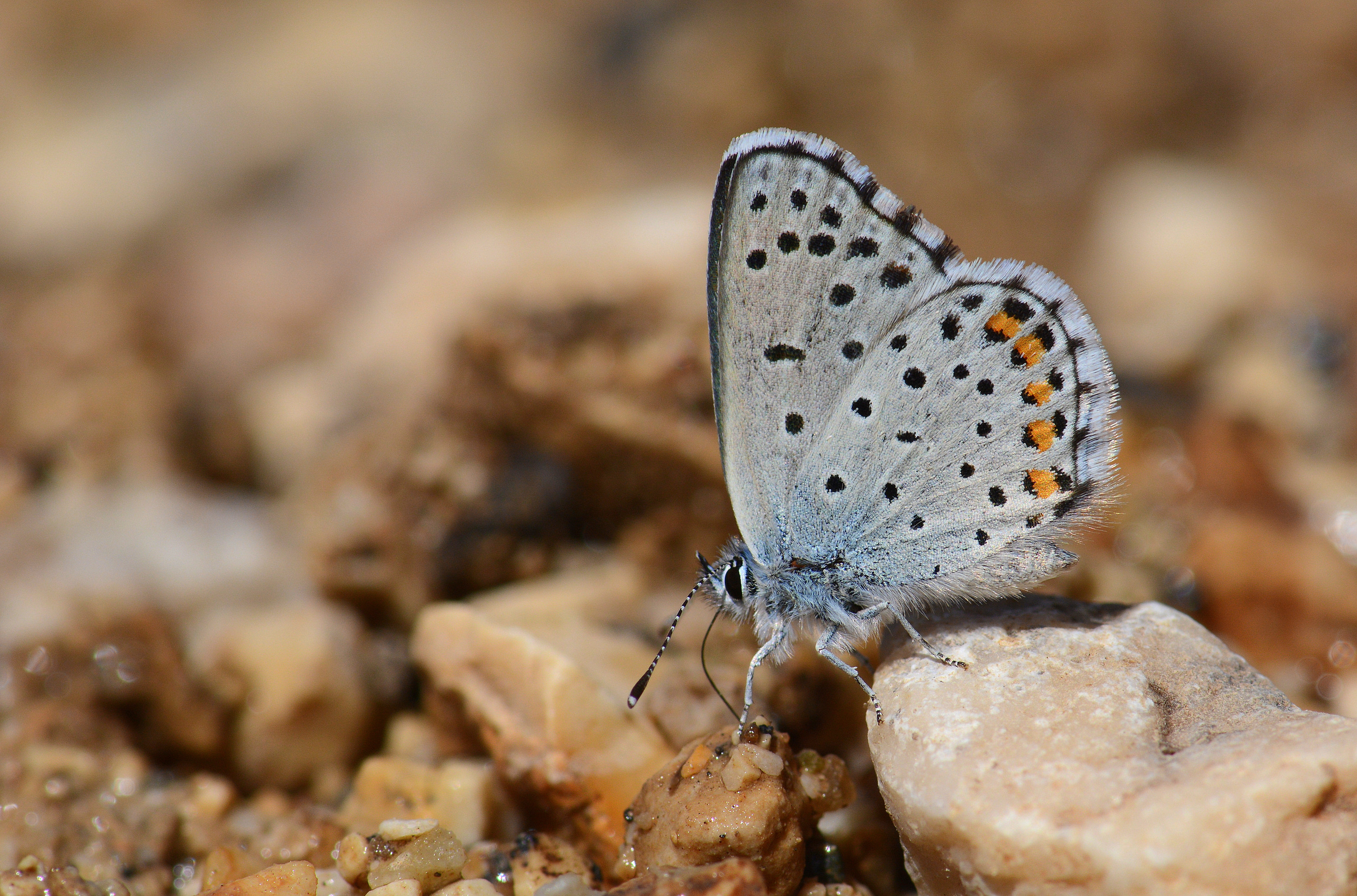 Pseudophilotes vicrama (Himalayamavisi) butterfly photo