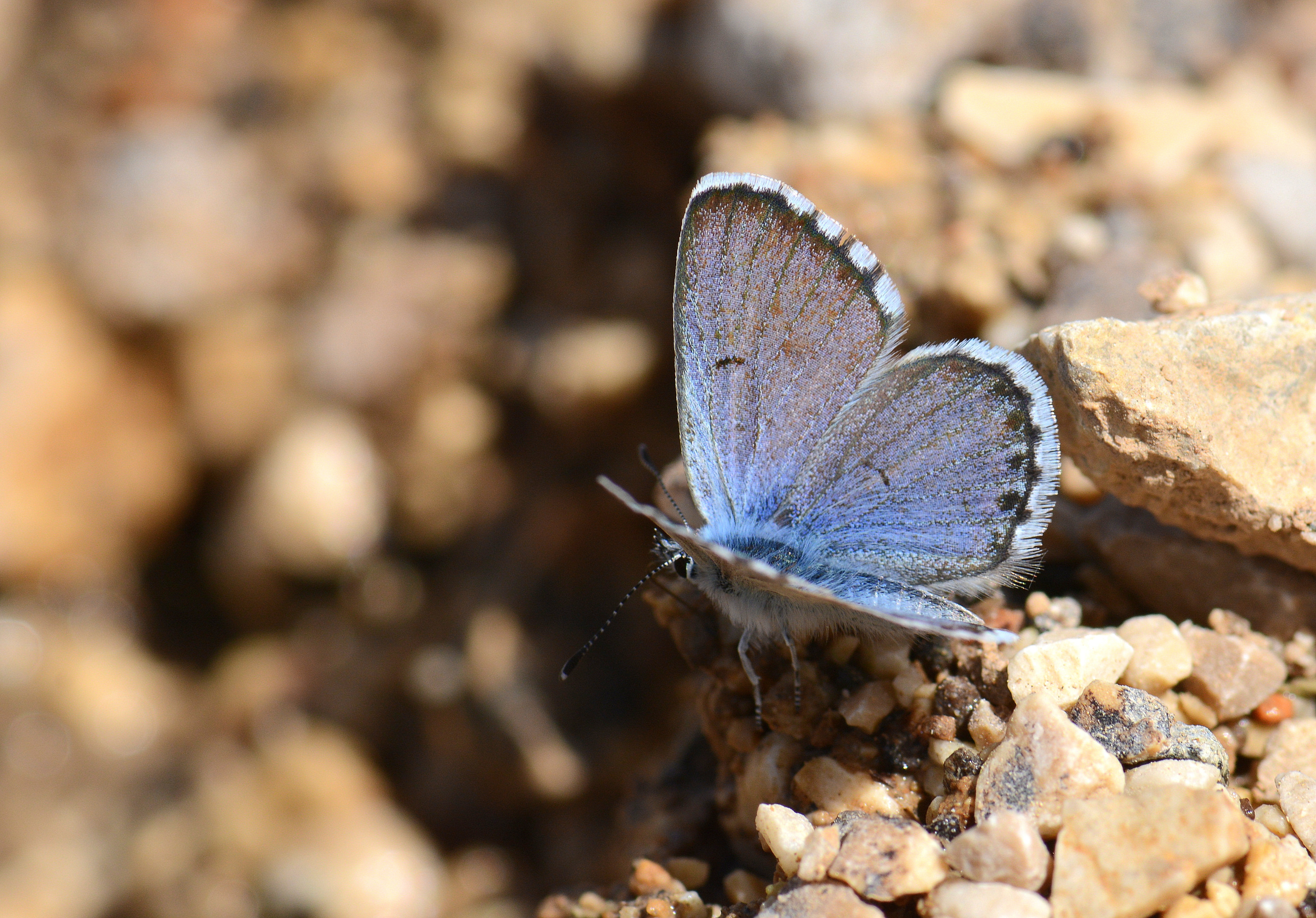 Pseudophilotes vicrama (Himalayamavisi) butterfly photo