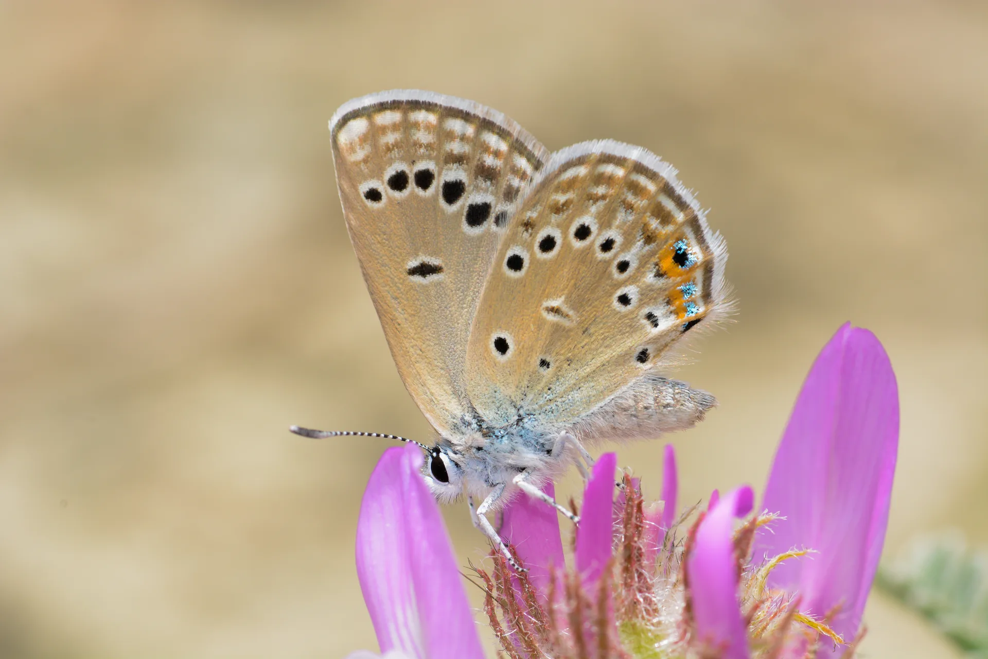 Rueckbeilia rosei (Rose'nin Çokgözlüsü) butterfly photo