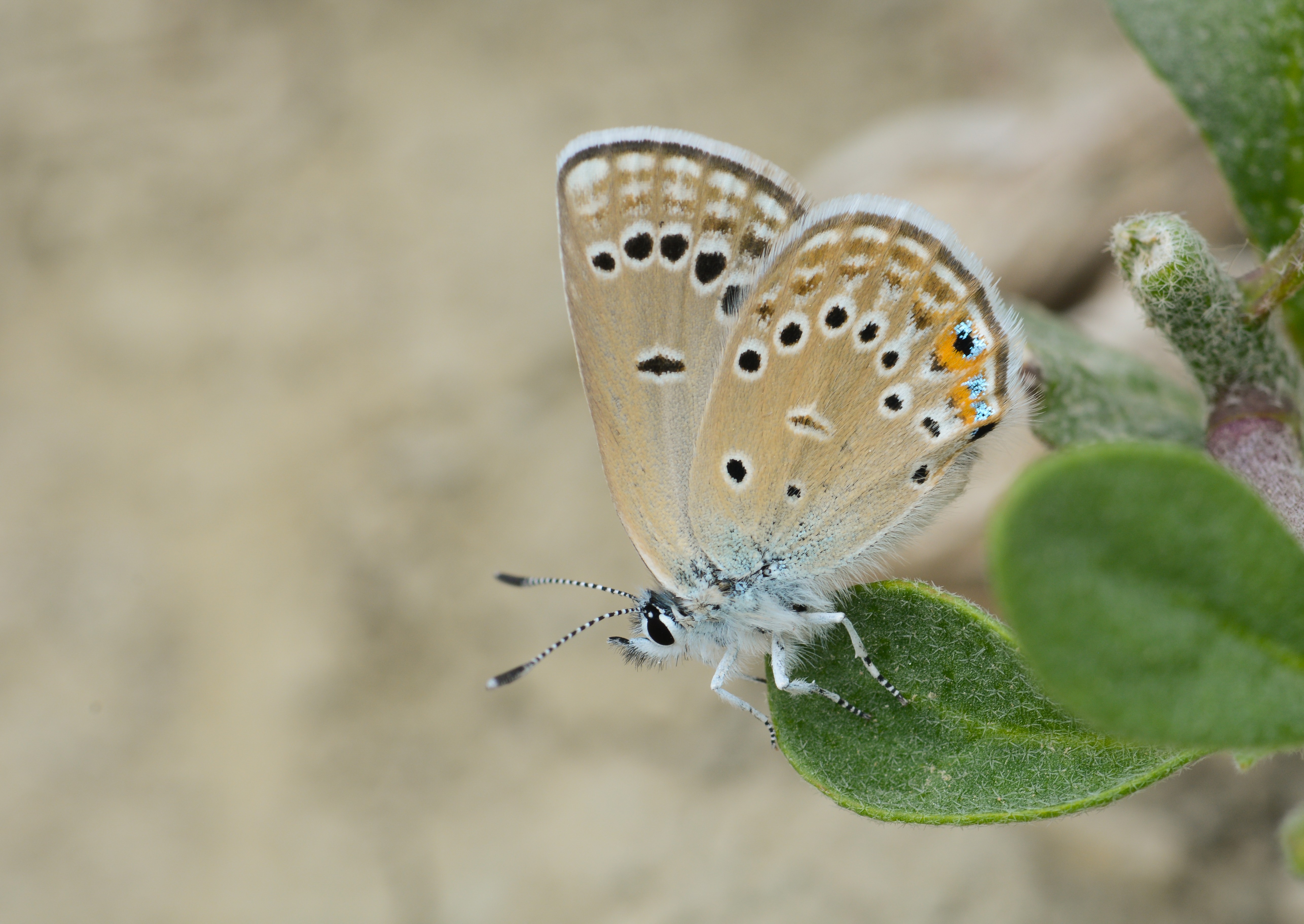 Rueckbeilia rosei (Rose'nin Çokgözlüsü) butterfly photo