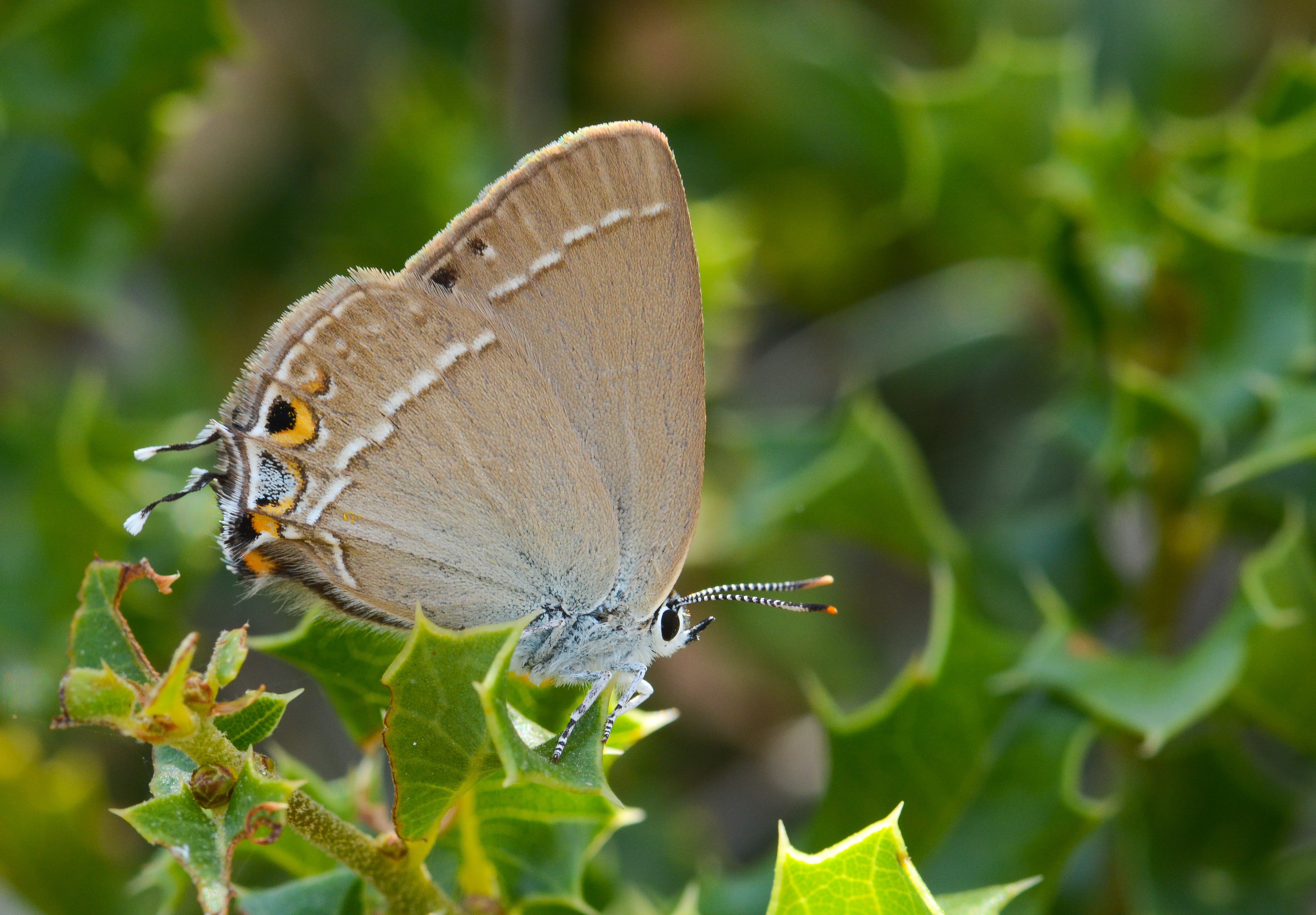 Satyrium abdominalis (Sevbeni) butterfly photo