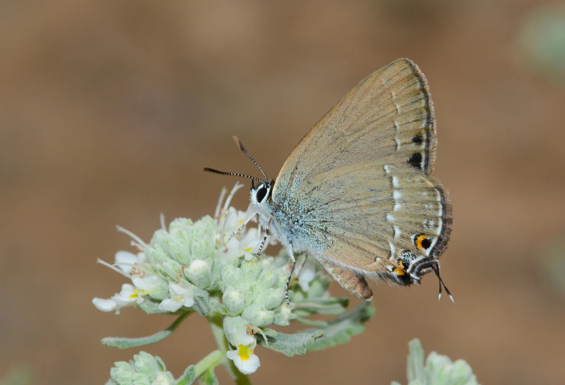 Satyrium abdominalis (Sevbeni) butterfly photo