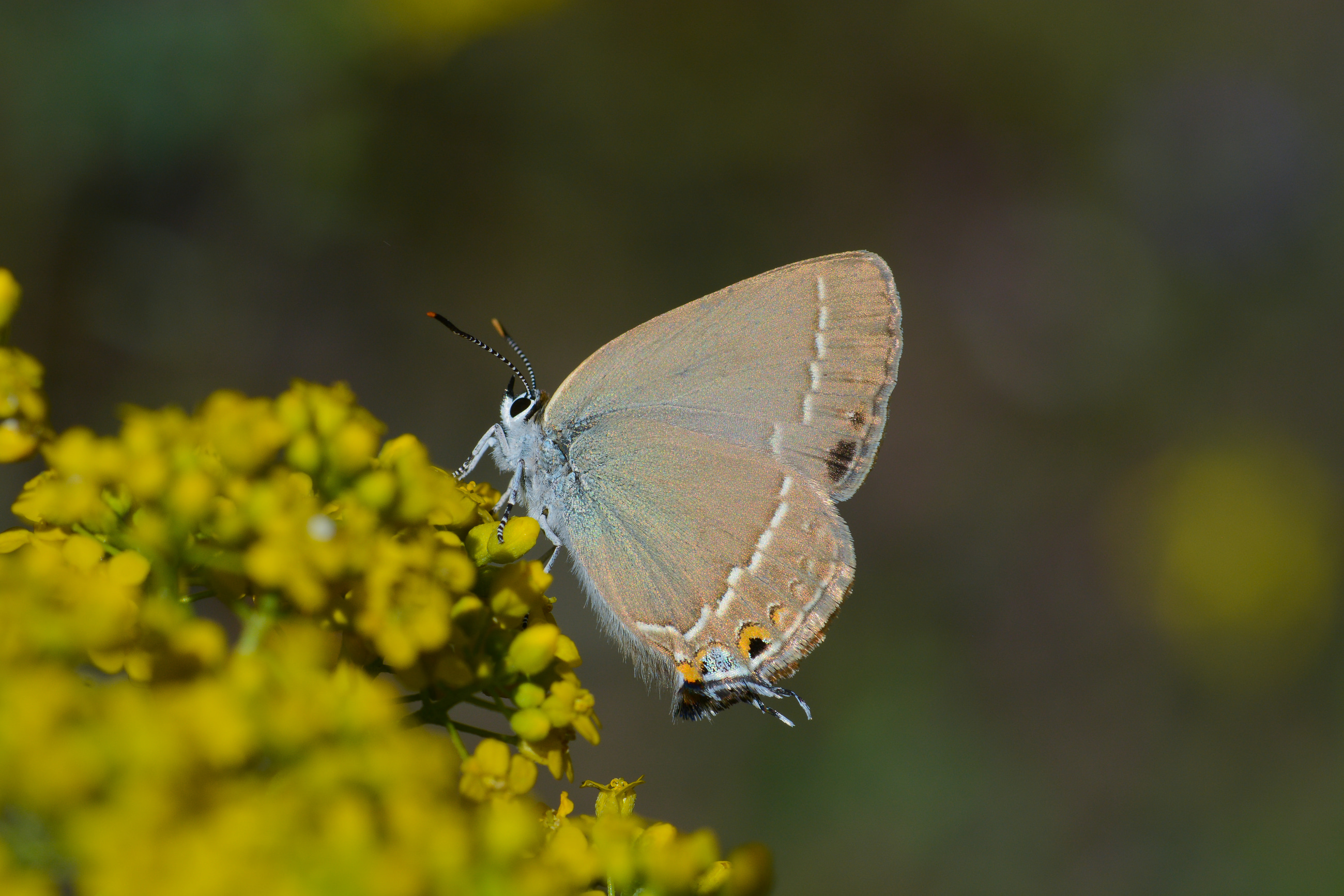 Satyrium abdominalis (Sevbeni) butterfly photo