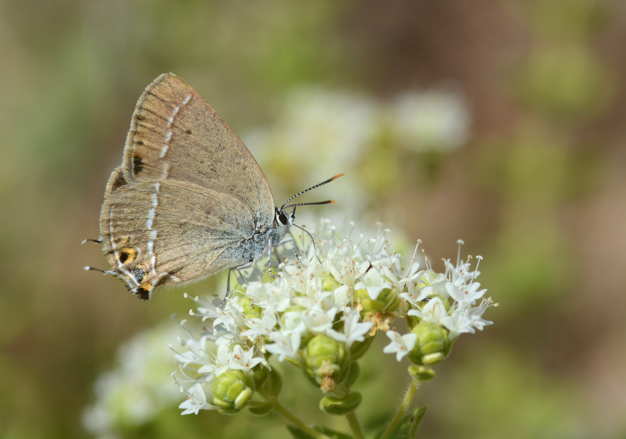 Satyrium abdominalis (Sevbeni) butterfly photo